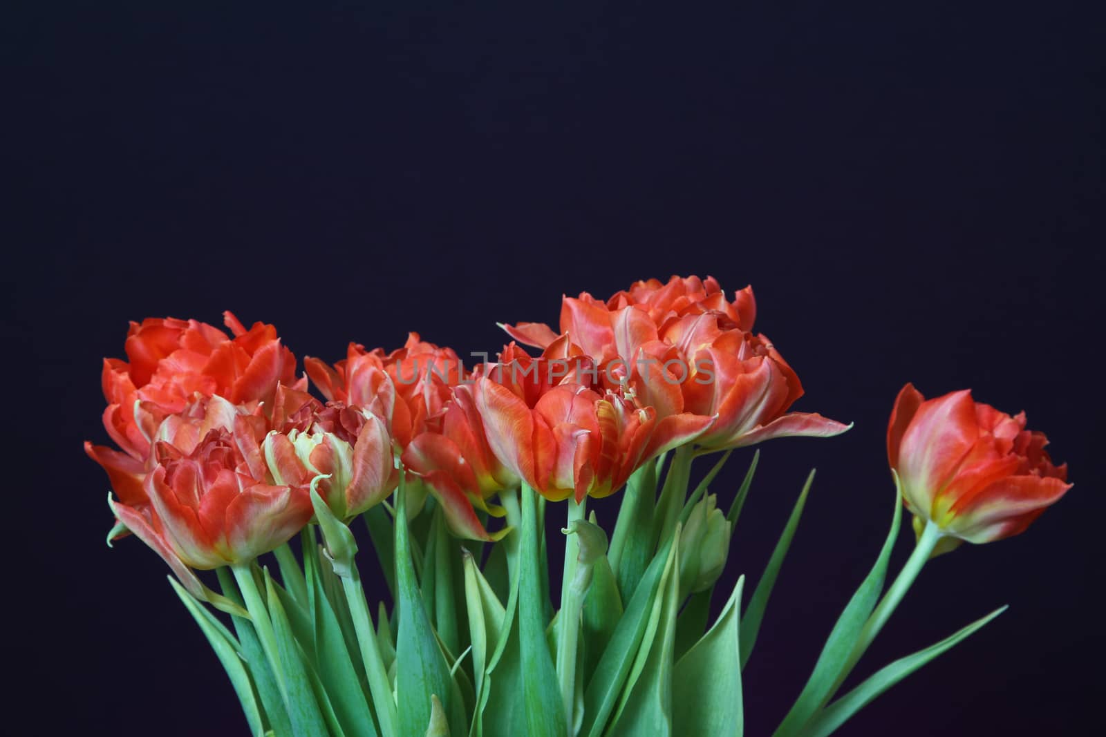Red tulips in a vase