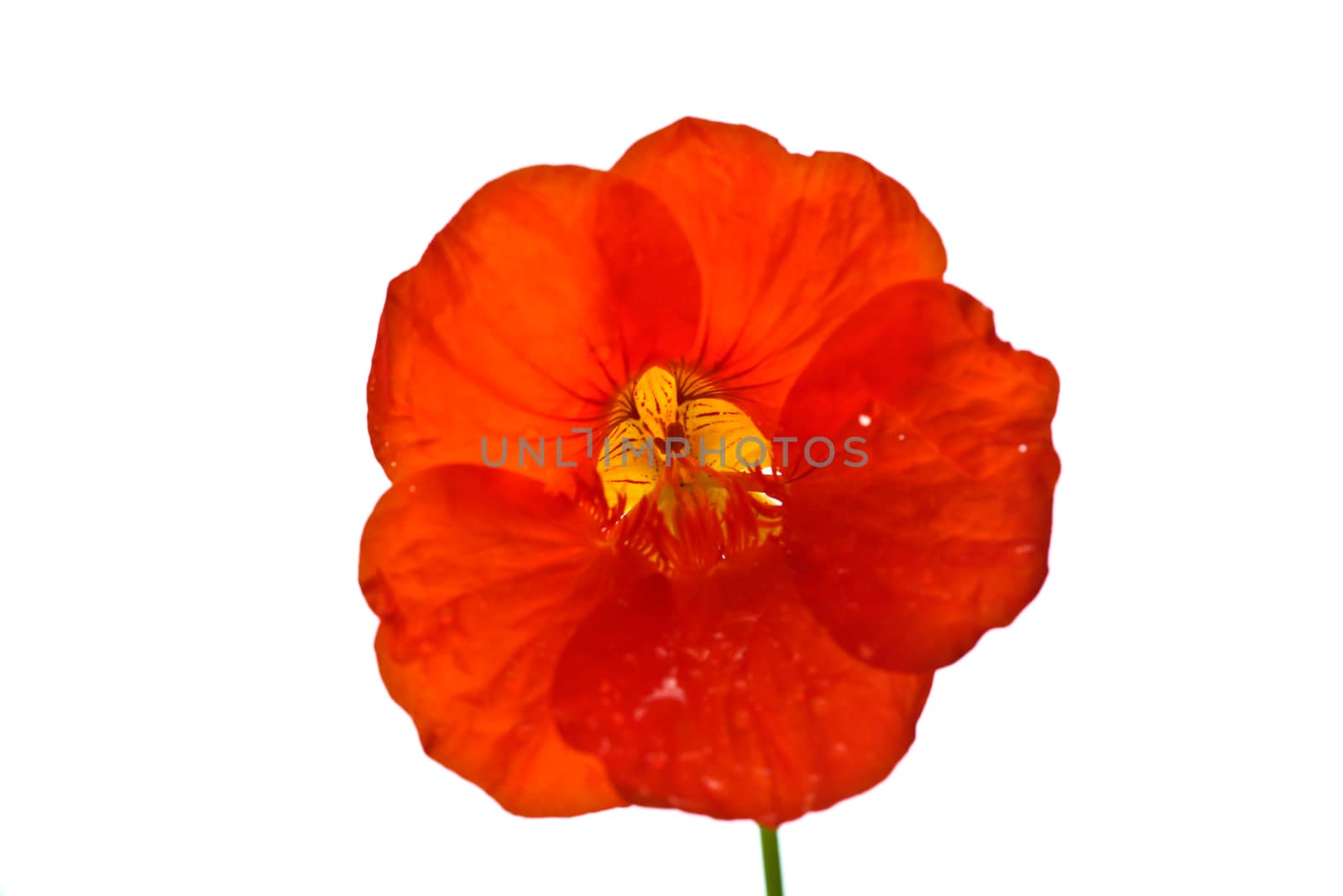 Red flower close up