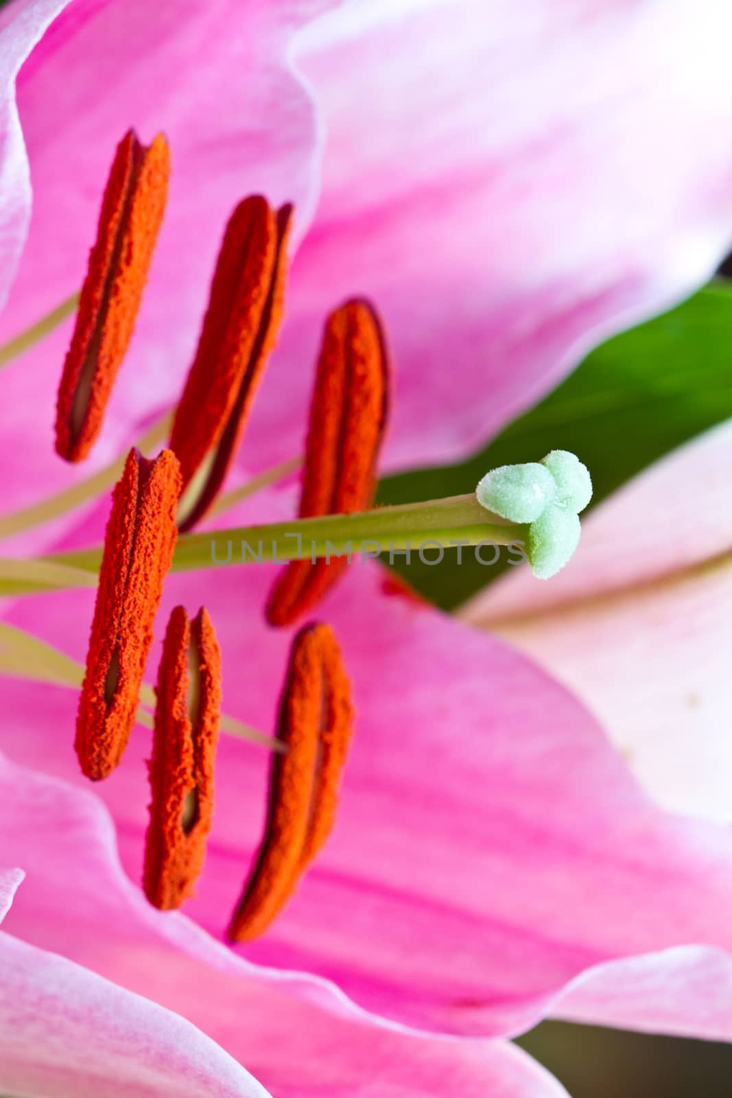 Orchidaceae close up and details