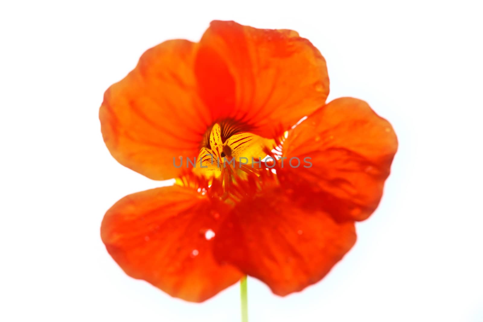 Red flower close up