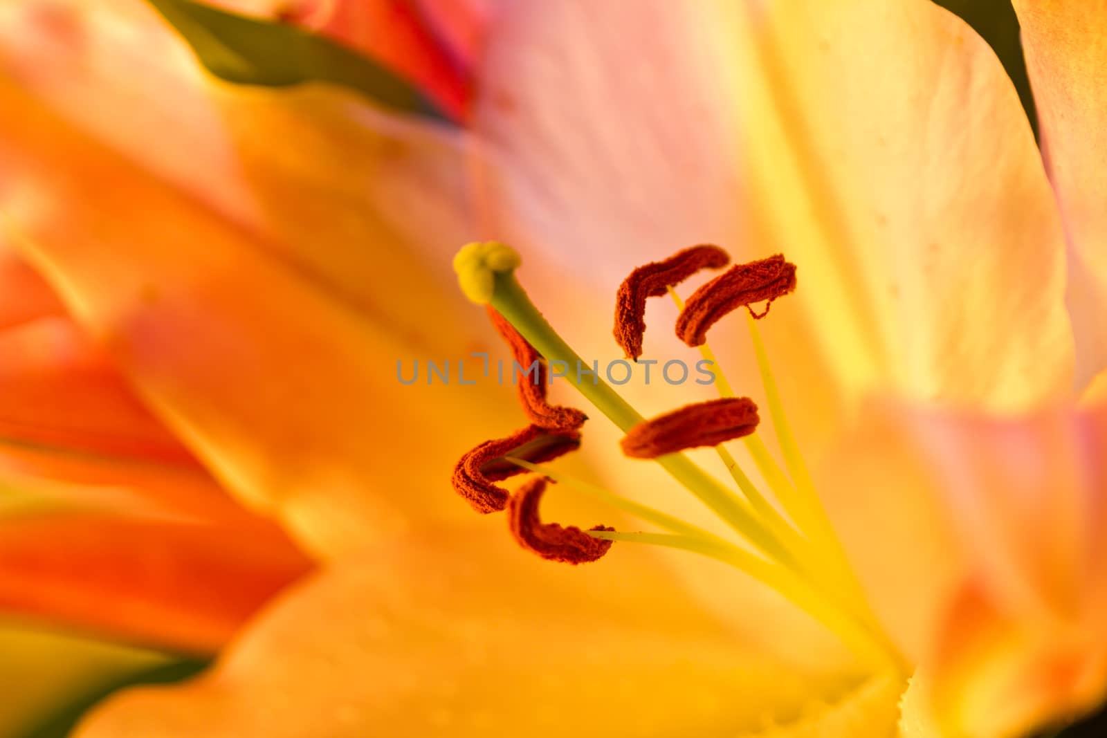 Orchidaceae close up and details