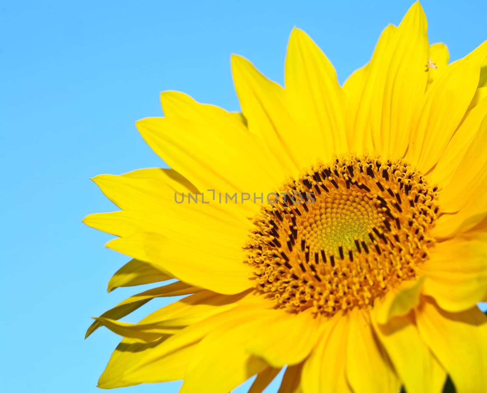 Sunflower close up