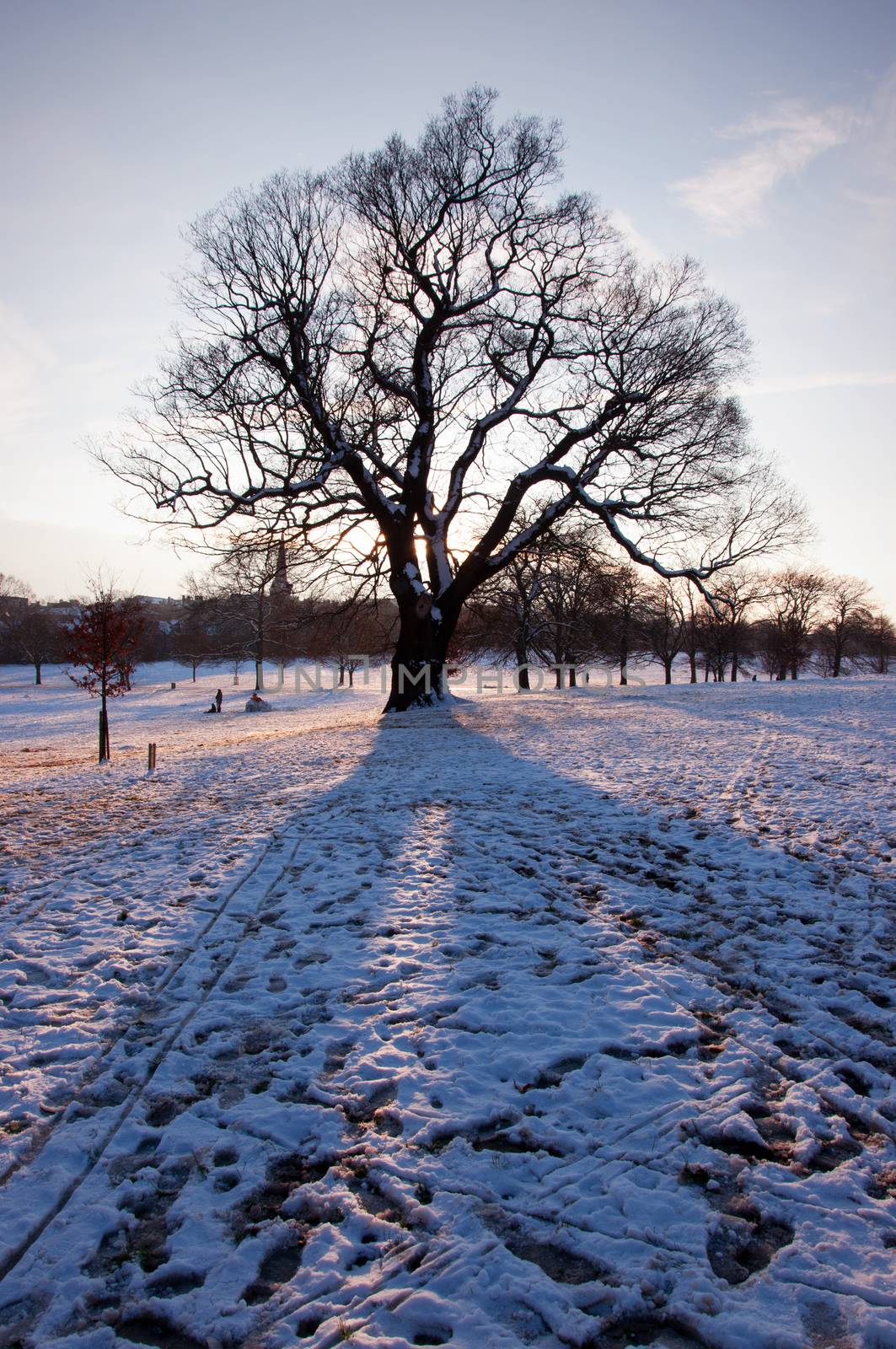 Park tree covered in snow on a winters day