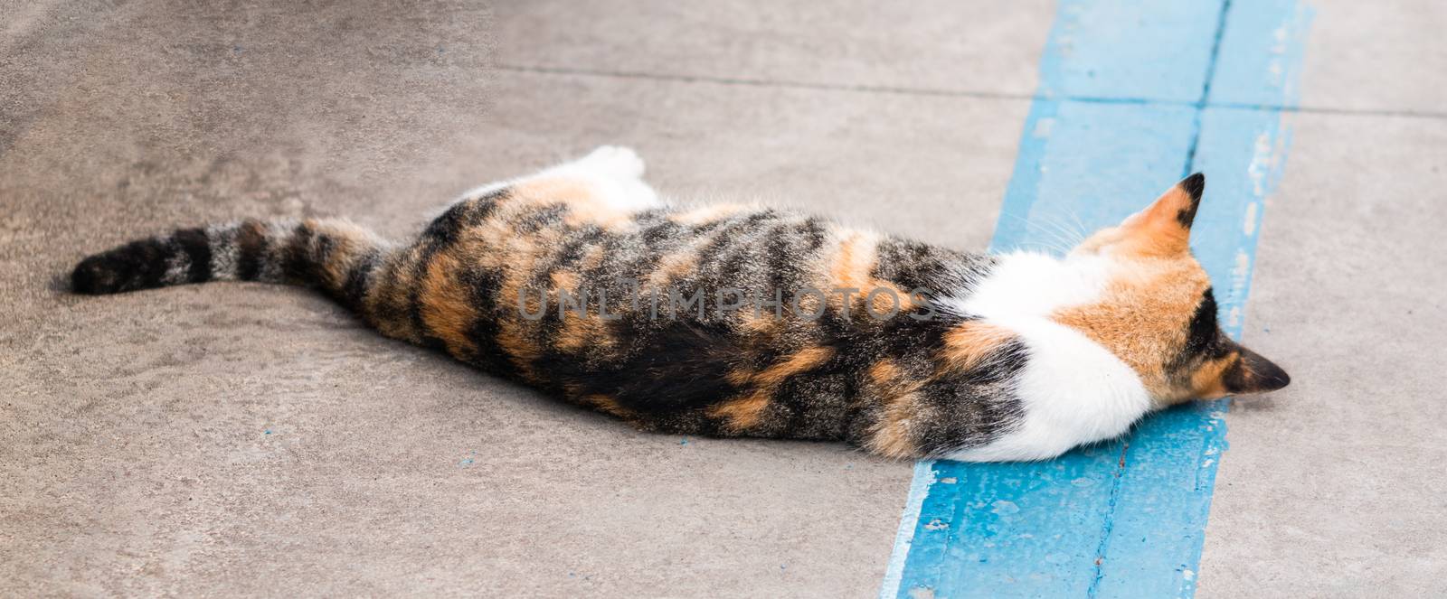 Sleeping cat on the car park in  the harbour