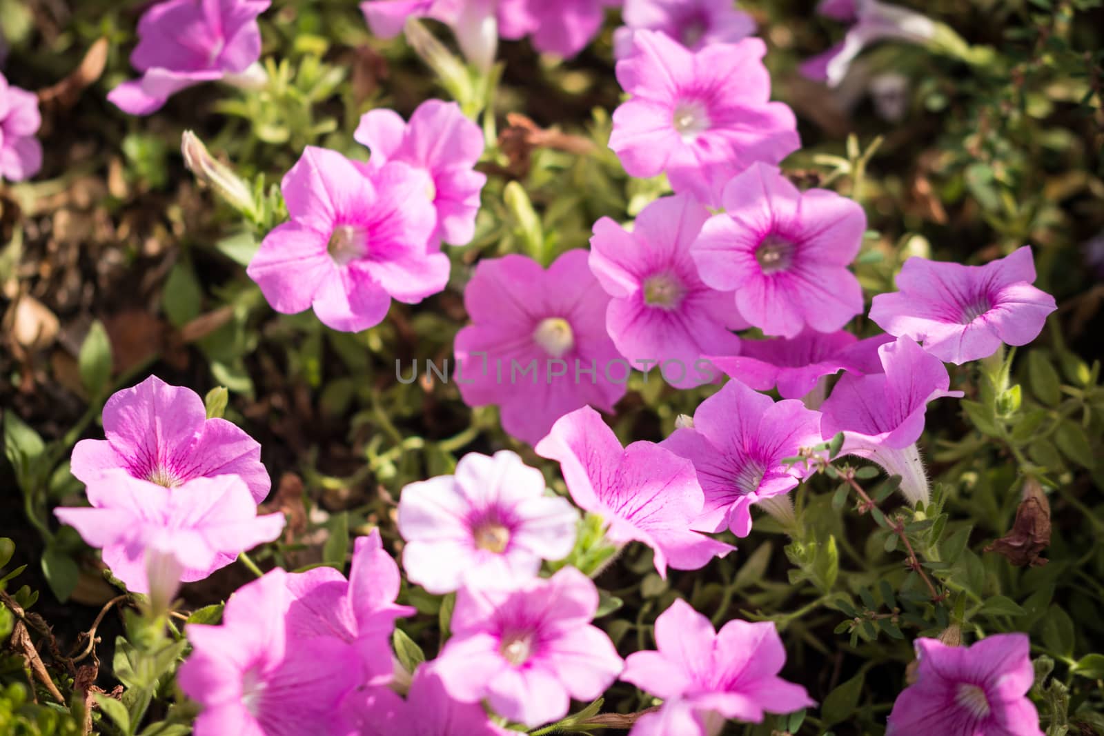 Purple flower