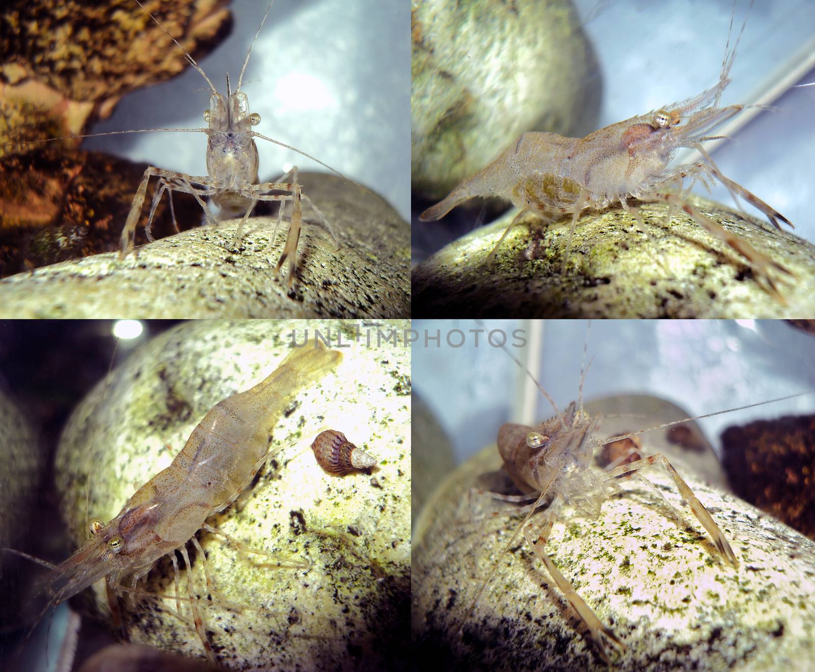 Decapod crustaceans - freshwater shrimp in the home aquarium