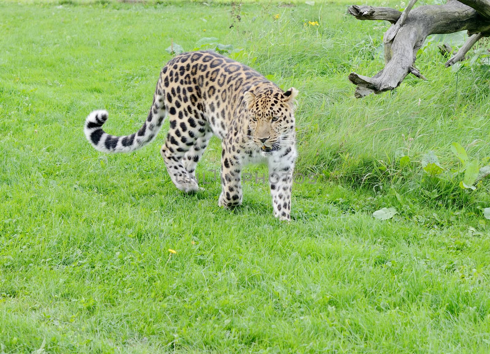 Leopard is restless walking in the grass