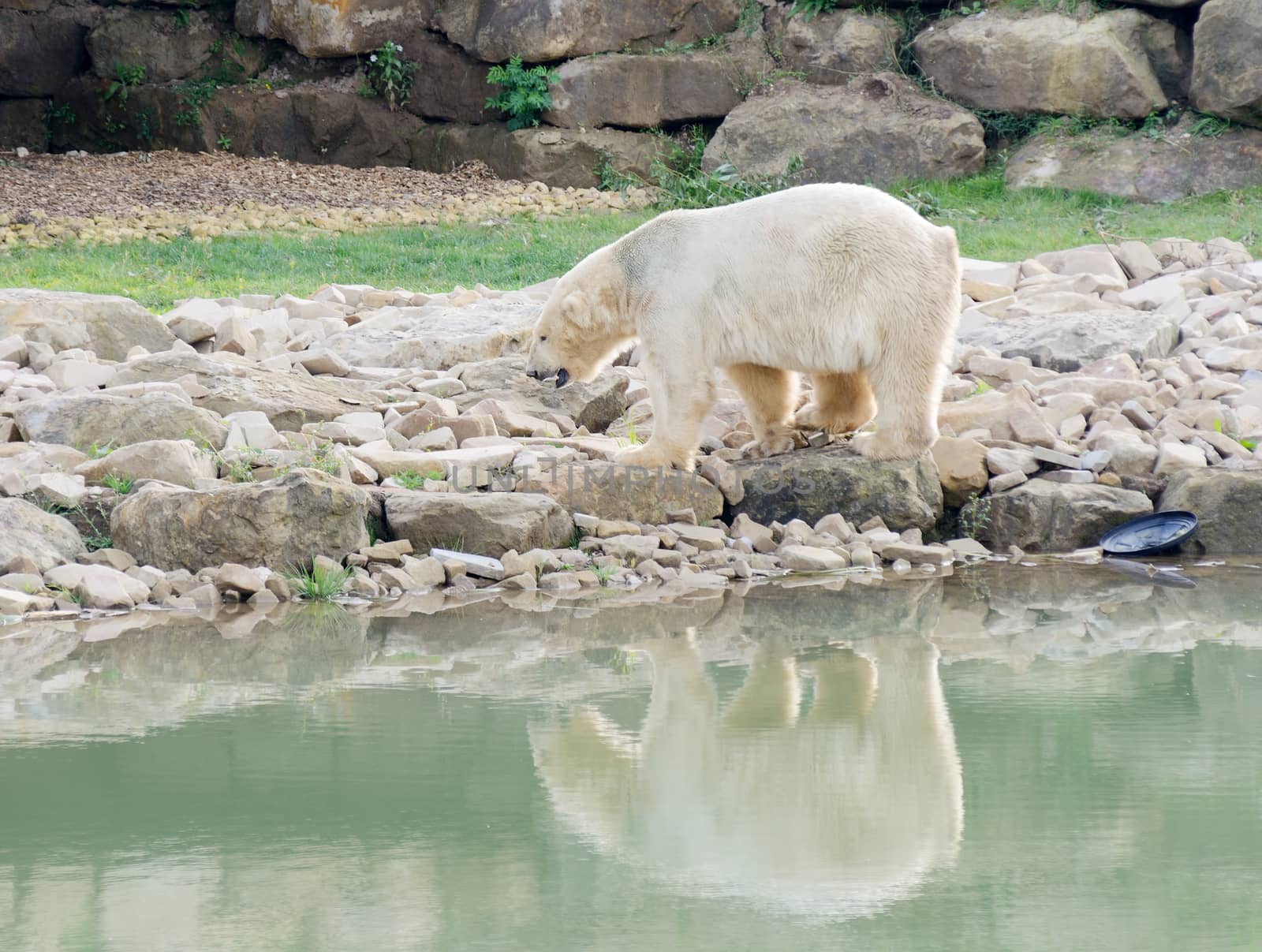 Polar bear by melted water with detritus and rubbish
