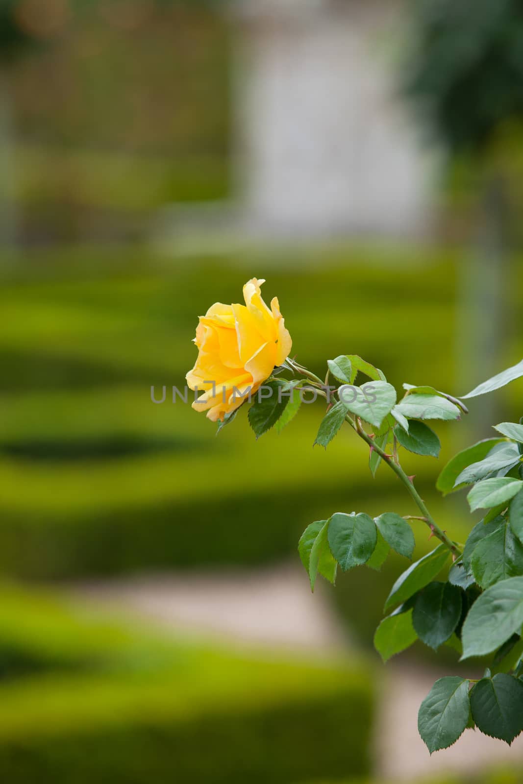 Yellow Rose in french garden by wjarek