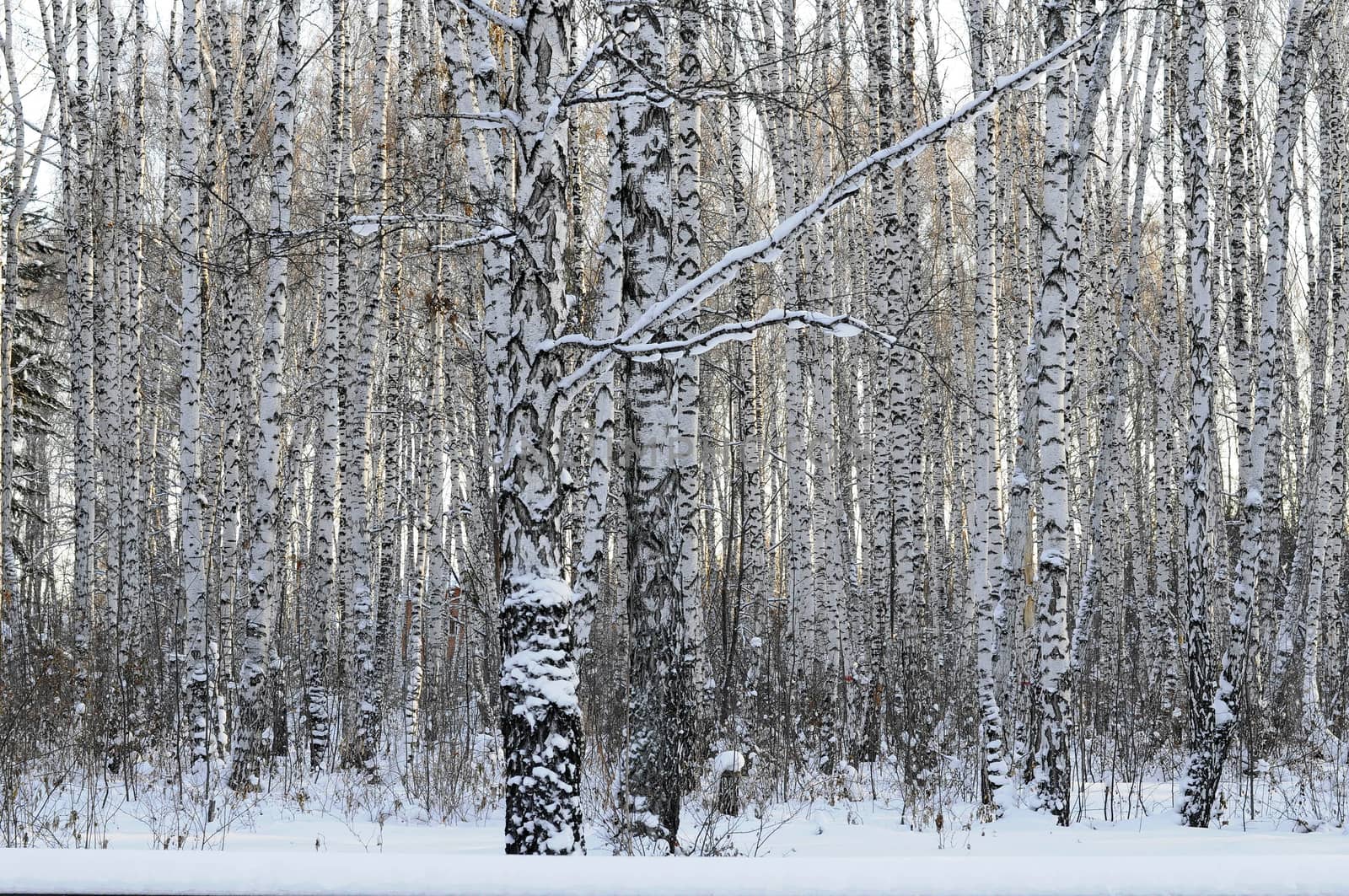 Birch wood in the winter. by veronka72