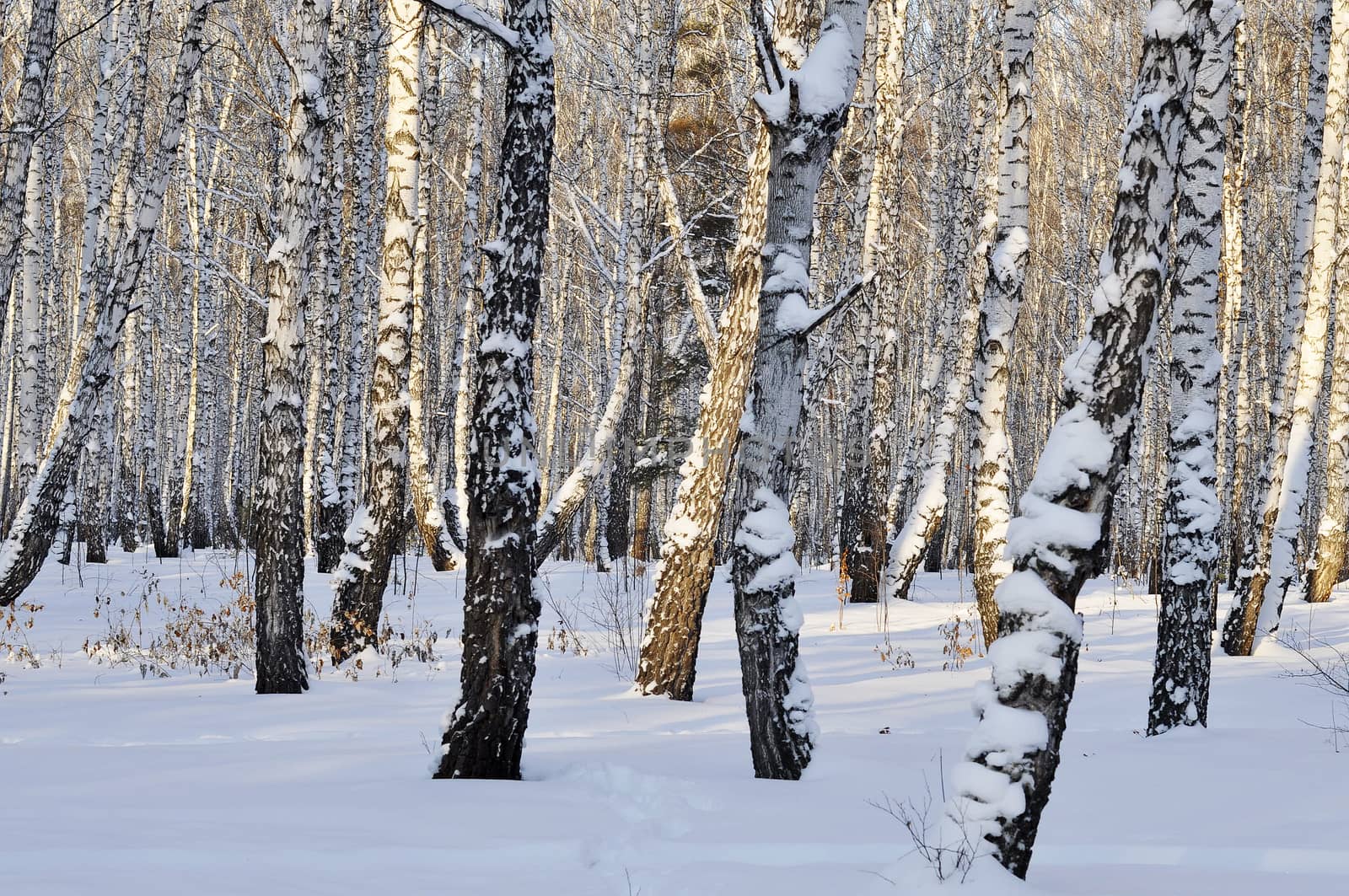 Winter birch forest