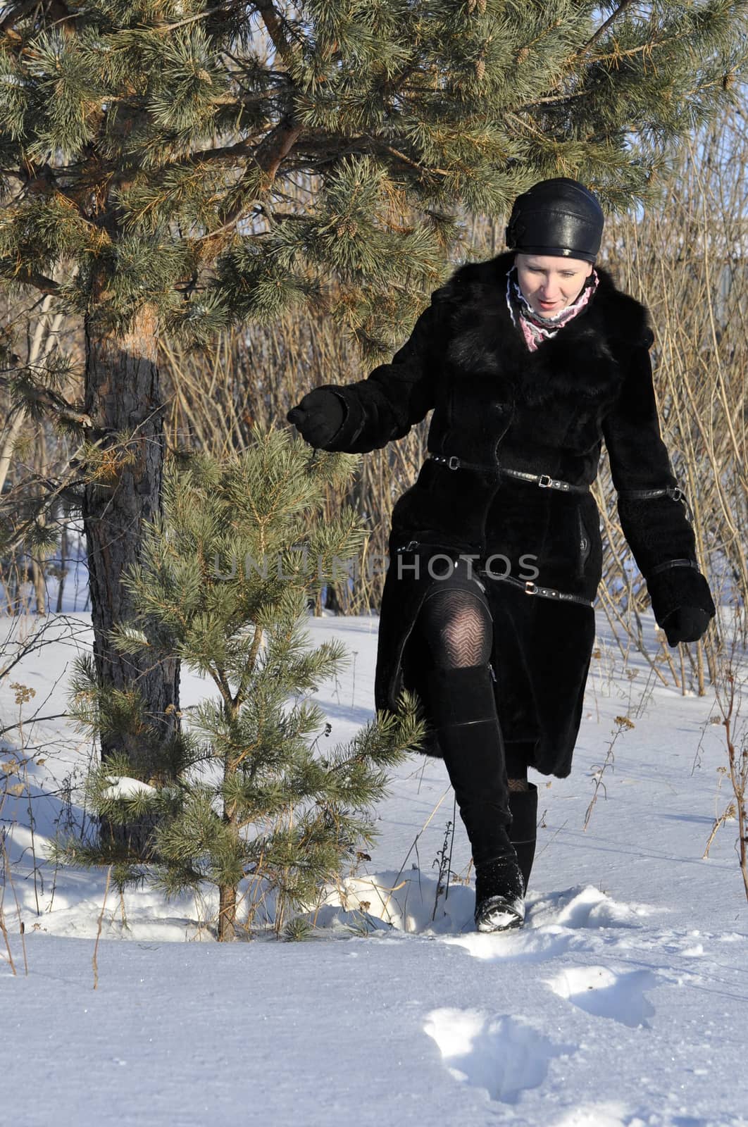 The woman in a black fur coat makes the way on snow snowdrifts in the pine wood