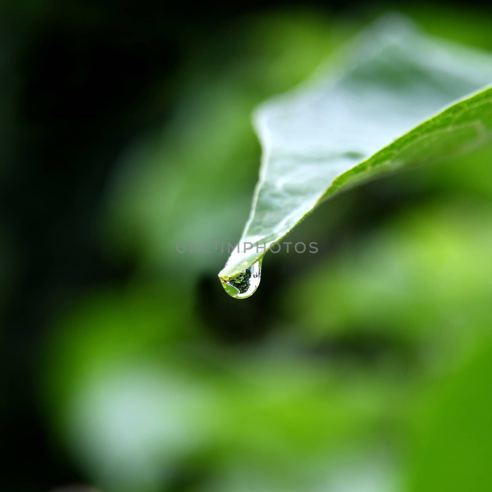 Little drop over a leaf by stefanoventuri