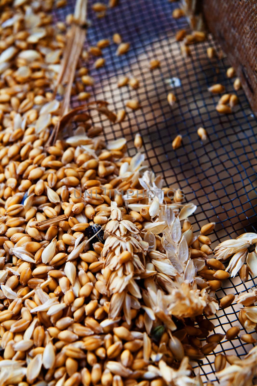 Wheat Berries over a sieve by stefanoventuri