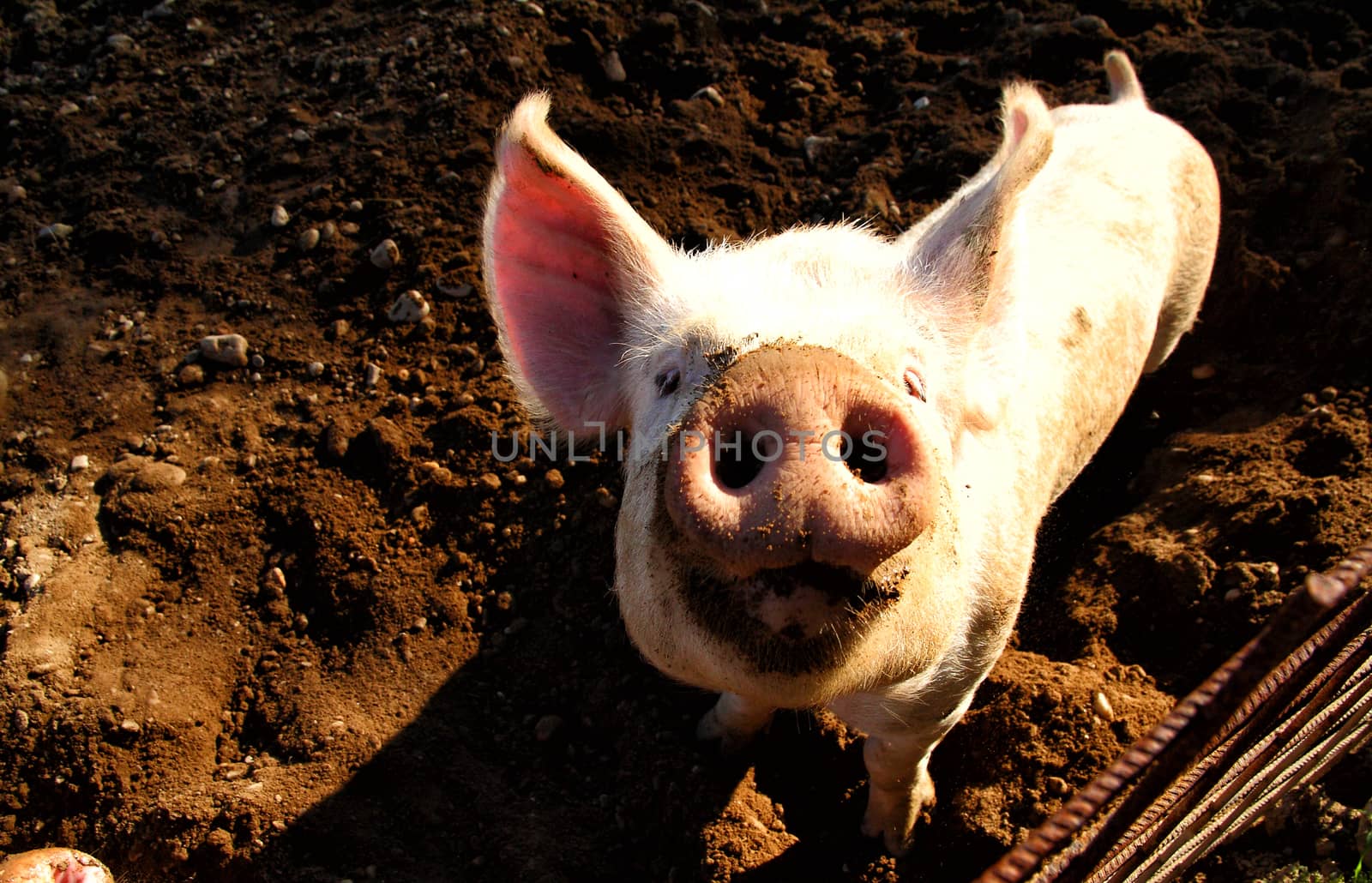 Pig on the farm by stefanoventuri