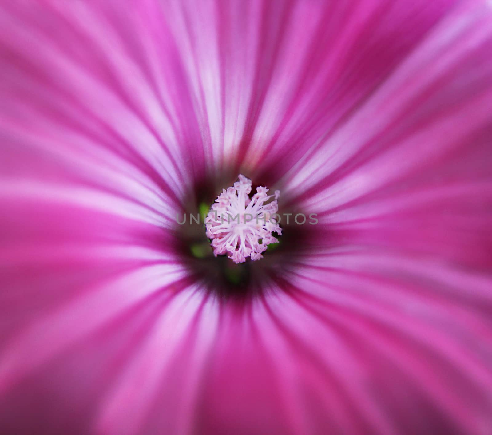 Pink and white spiral inside a flower