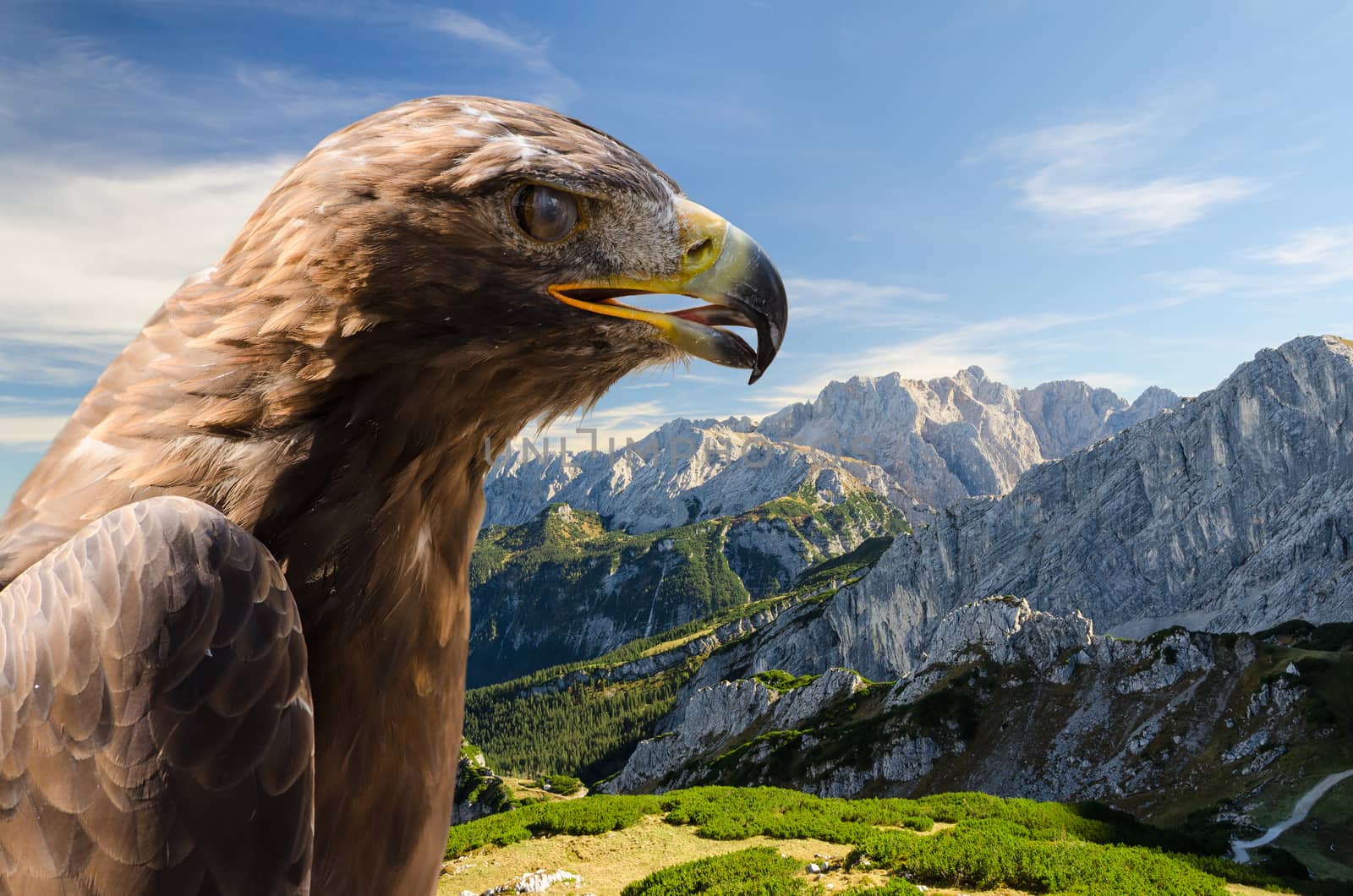 Aerial view of Alps mountains landscape with golden eagle and free copyspace area