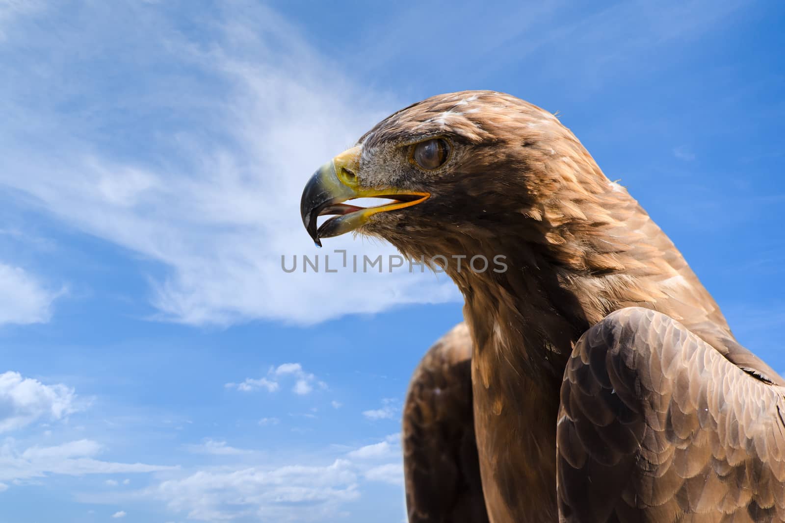 Close-up profile portrait of big golden eagle against deep blue sky as background with free place for copyspace your text