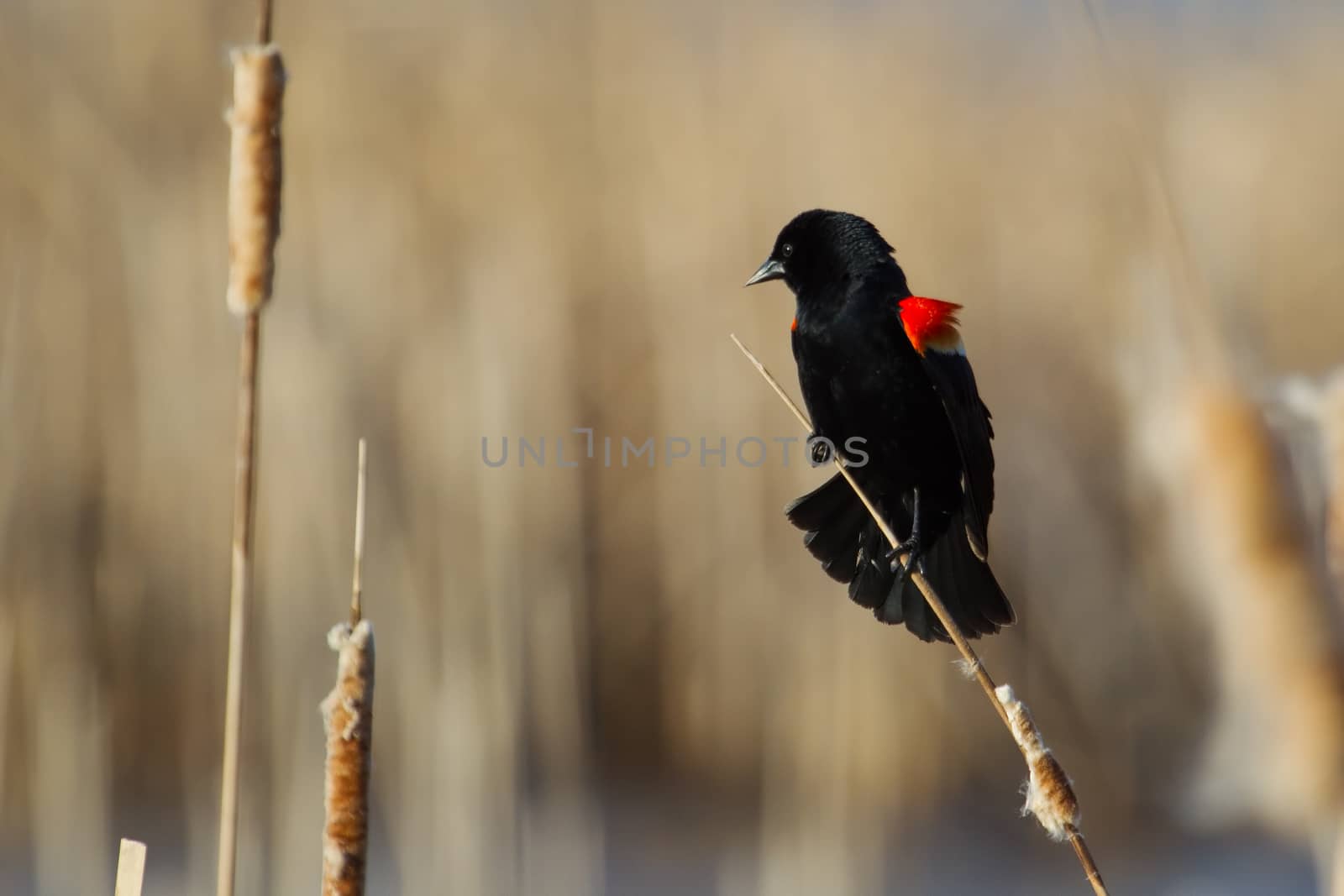 Male Red-winged Blackbird perched on cattails.