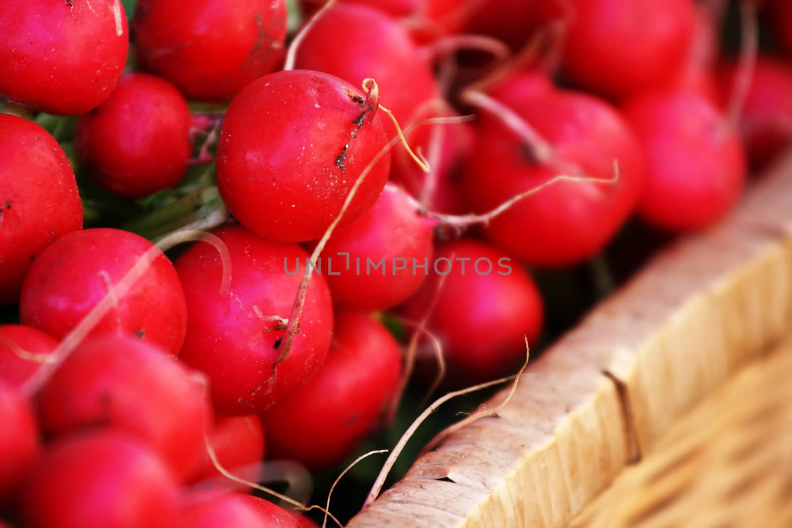 Farm Fresh Radishes by stefanoventuri