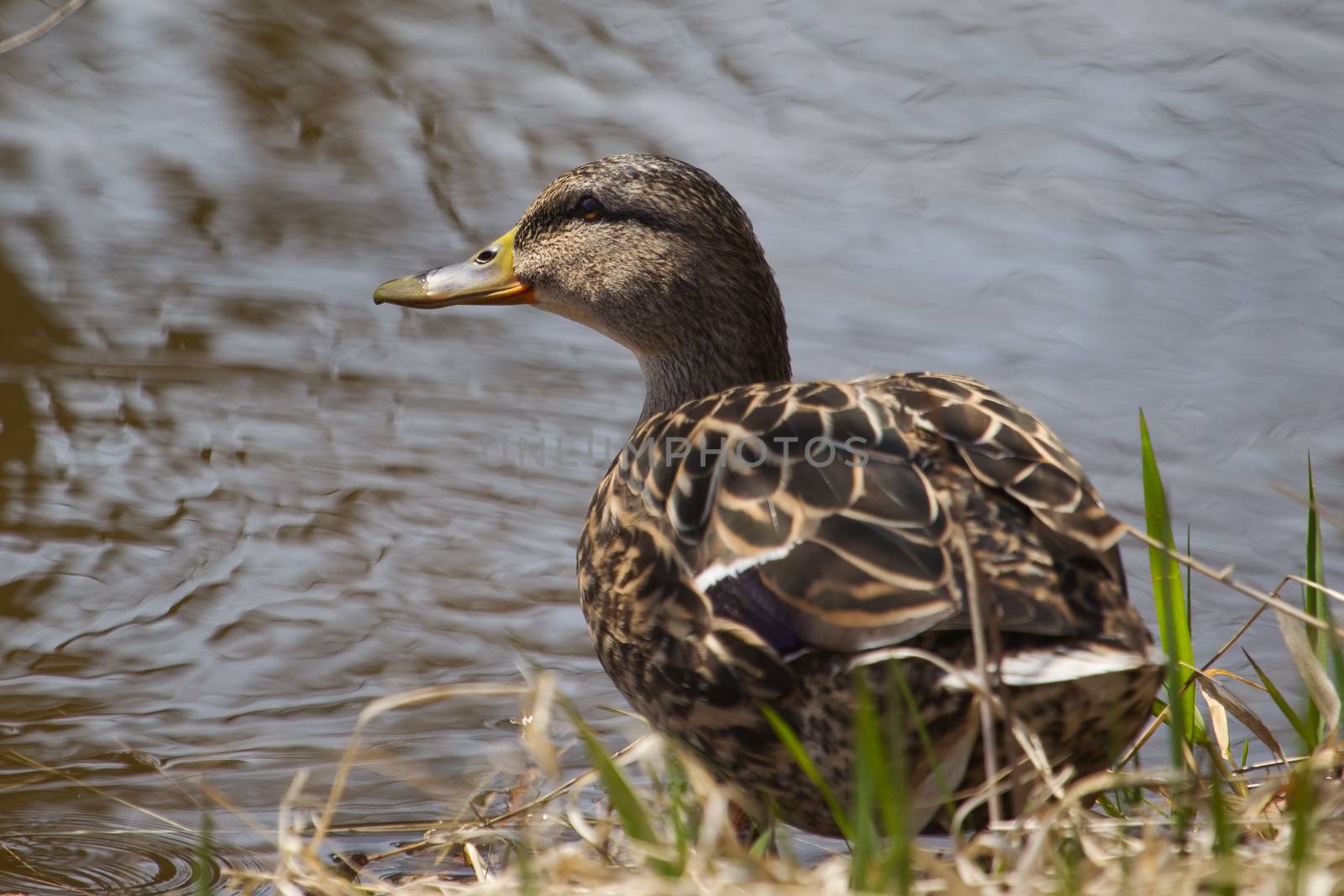 Female Mallard standing in the Grass sunning itself