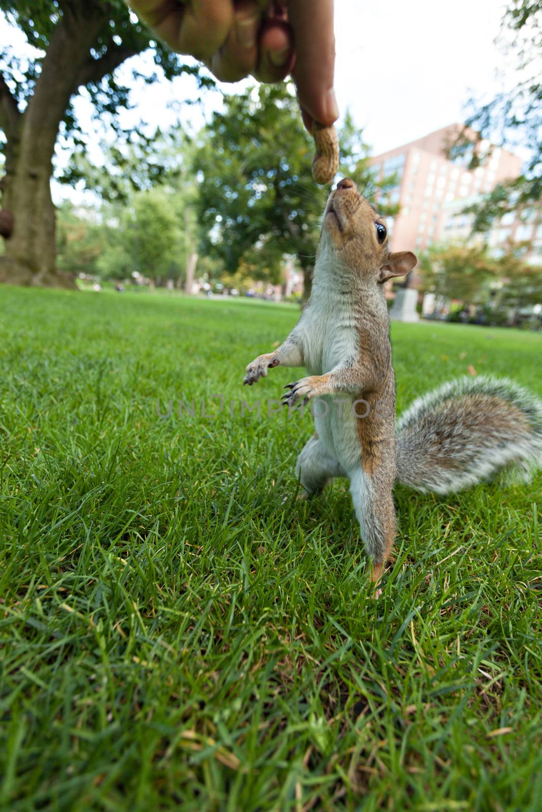 Feeding a wild squrrel a peanut in a public park located in Boston Massachusetts.