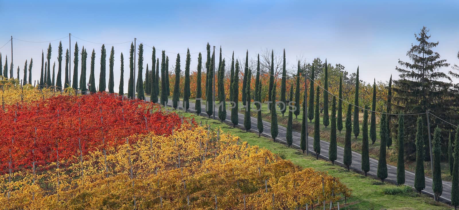 Colored road of cypresses by stefanoventuri