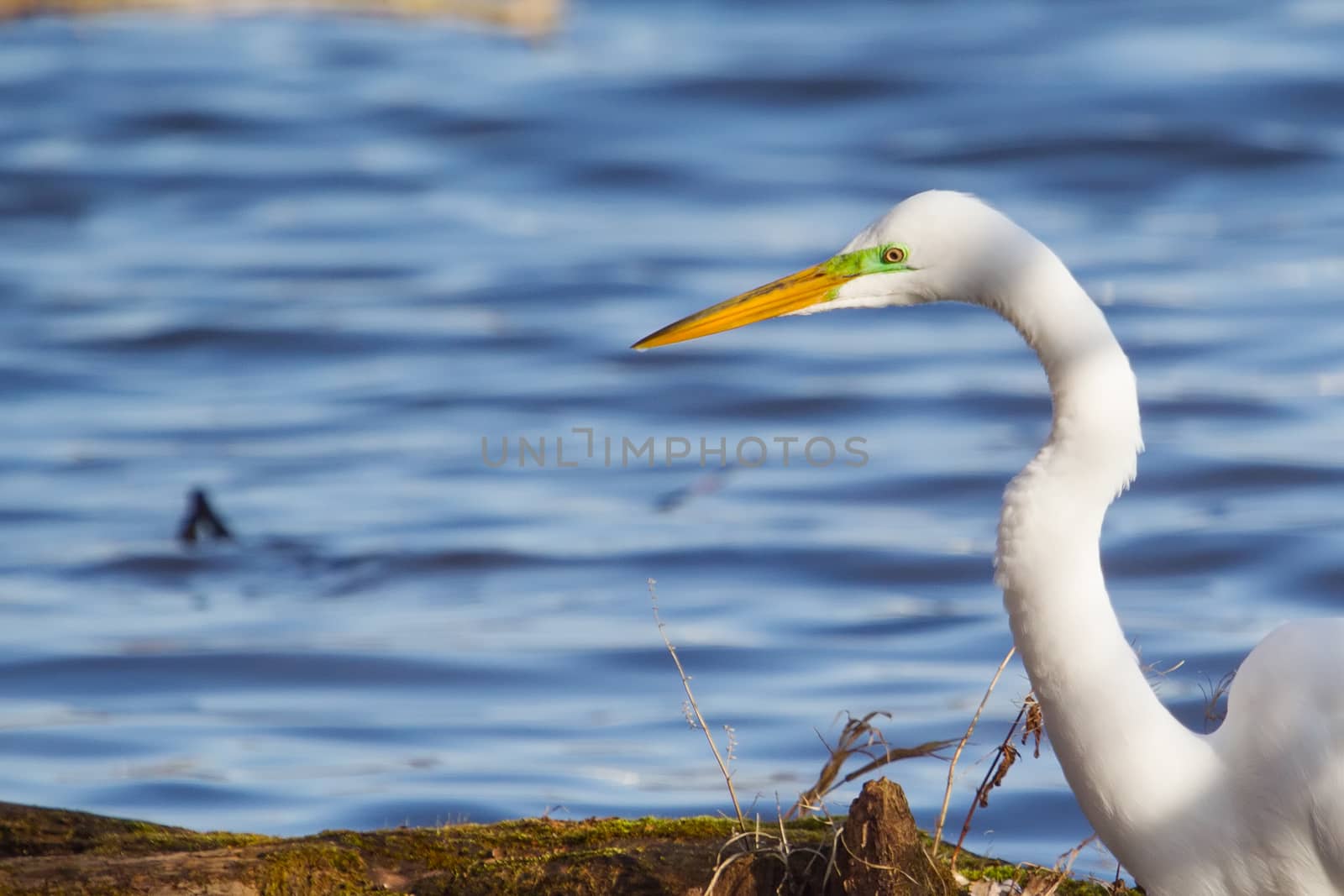 Great White Egret Catching fish by Coffee999