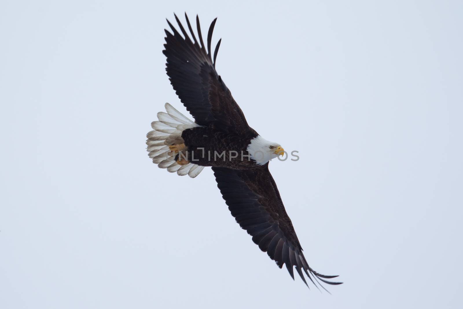 American Bald Eagle in flight by Coffee999