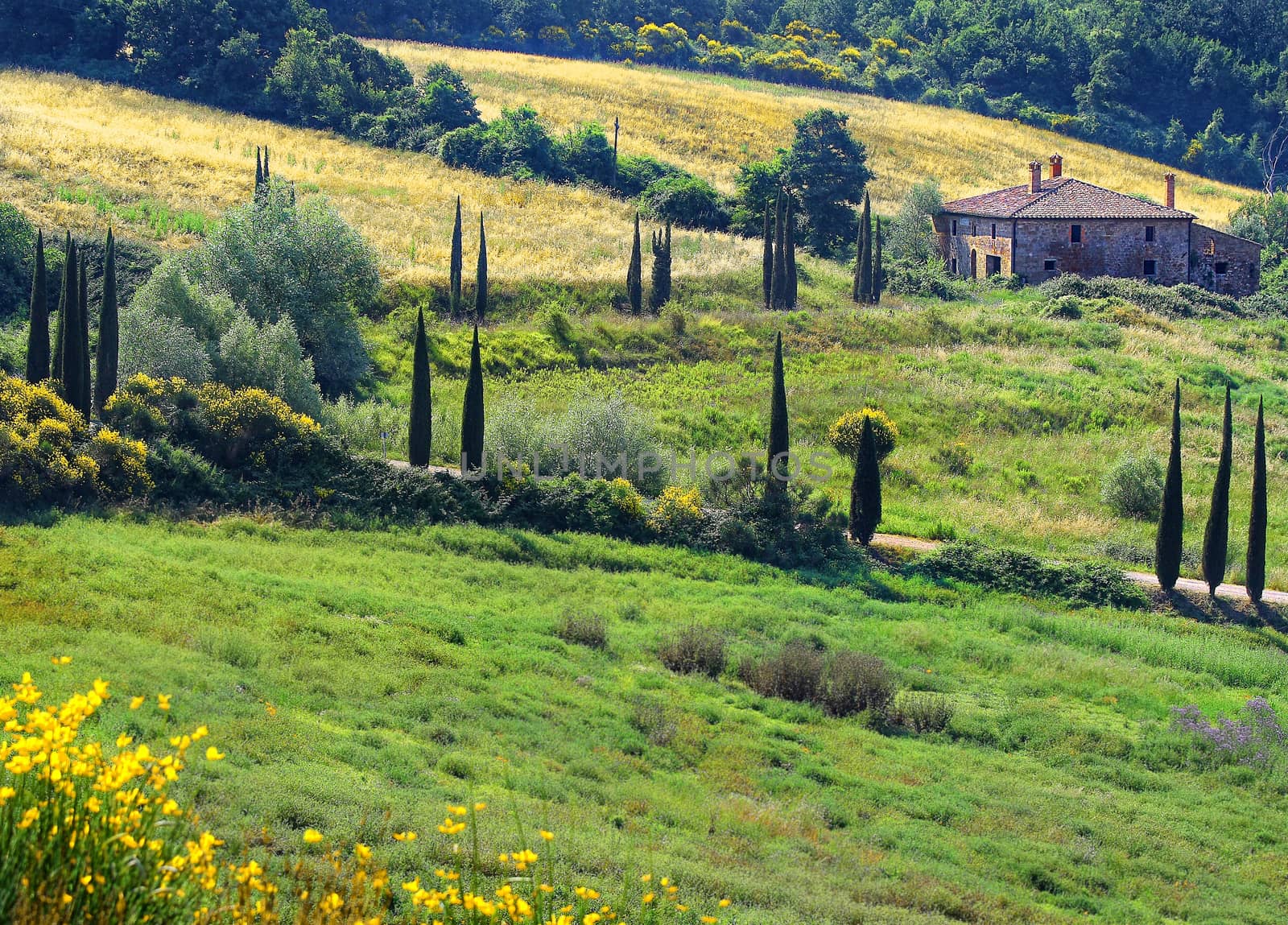 A beautiful tuscan cottage inside a country with cypresses