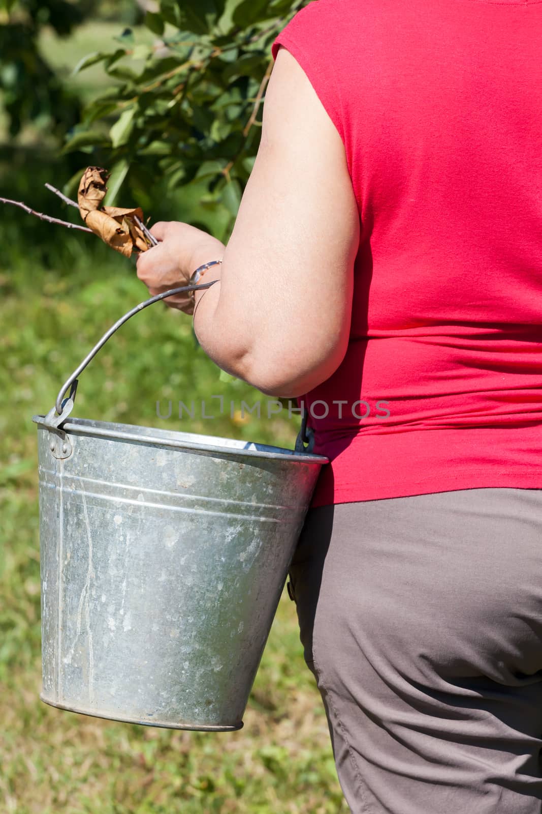 the woman holds a garden bucket, cleaning dry leaves