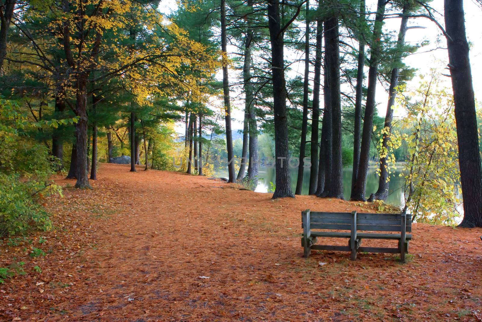 High Dynamic Range image of a forest.