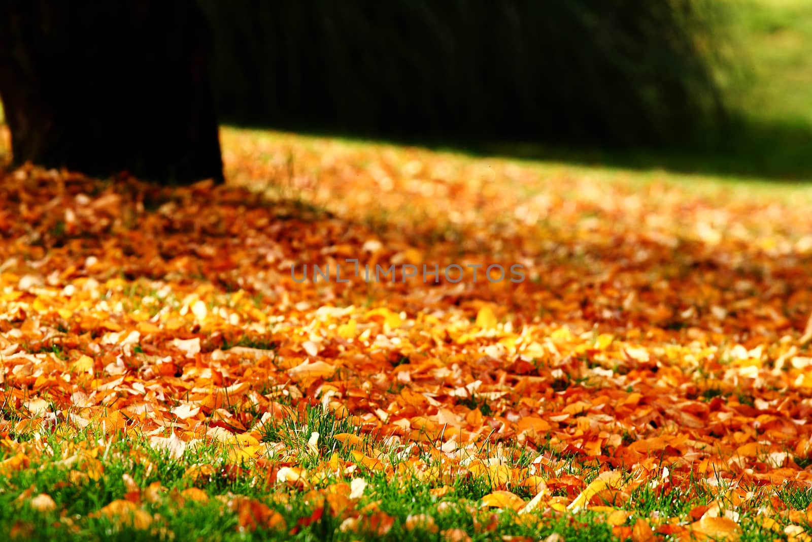 Colorful autumn