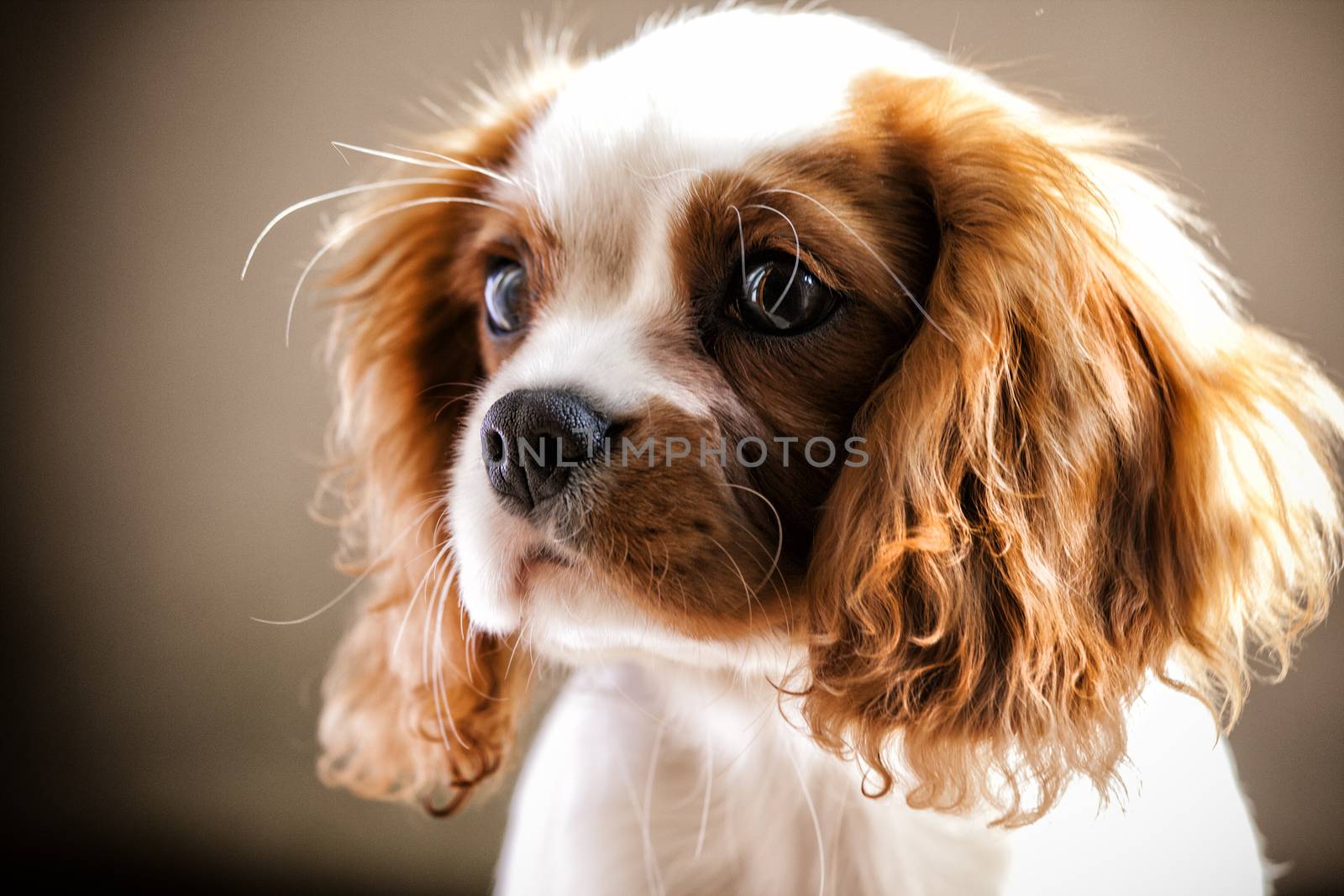 Cavalier king by stefanoventuri