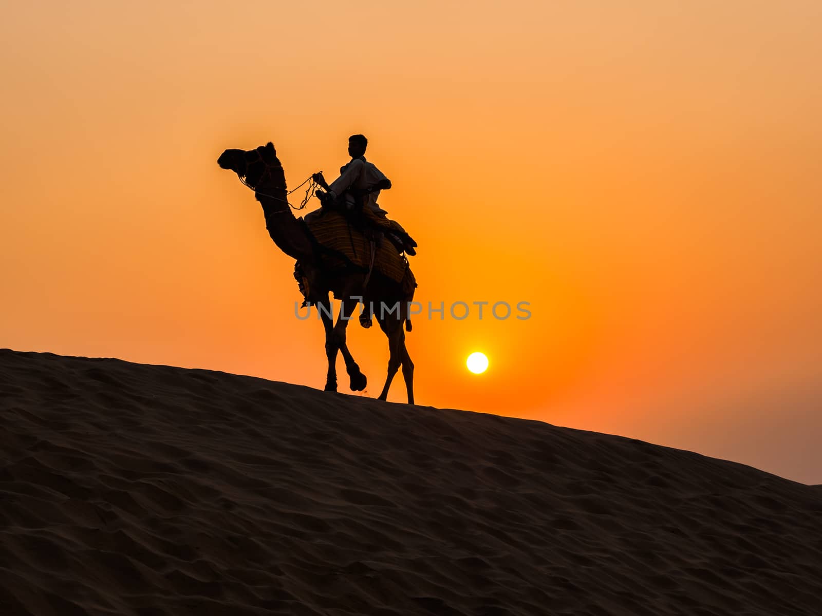 Camel at Thar Desert near Jaisalmer in Rajasthan, India