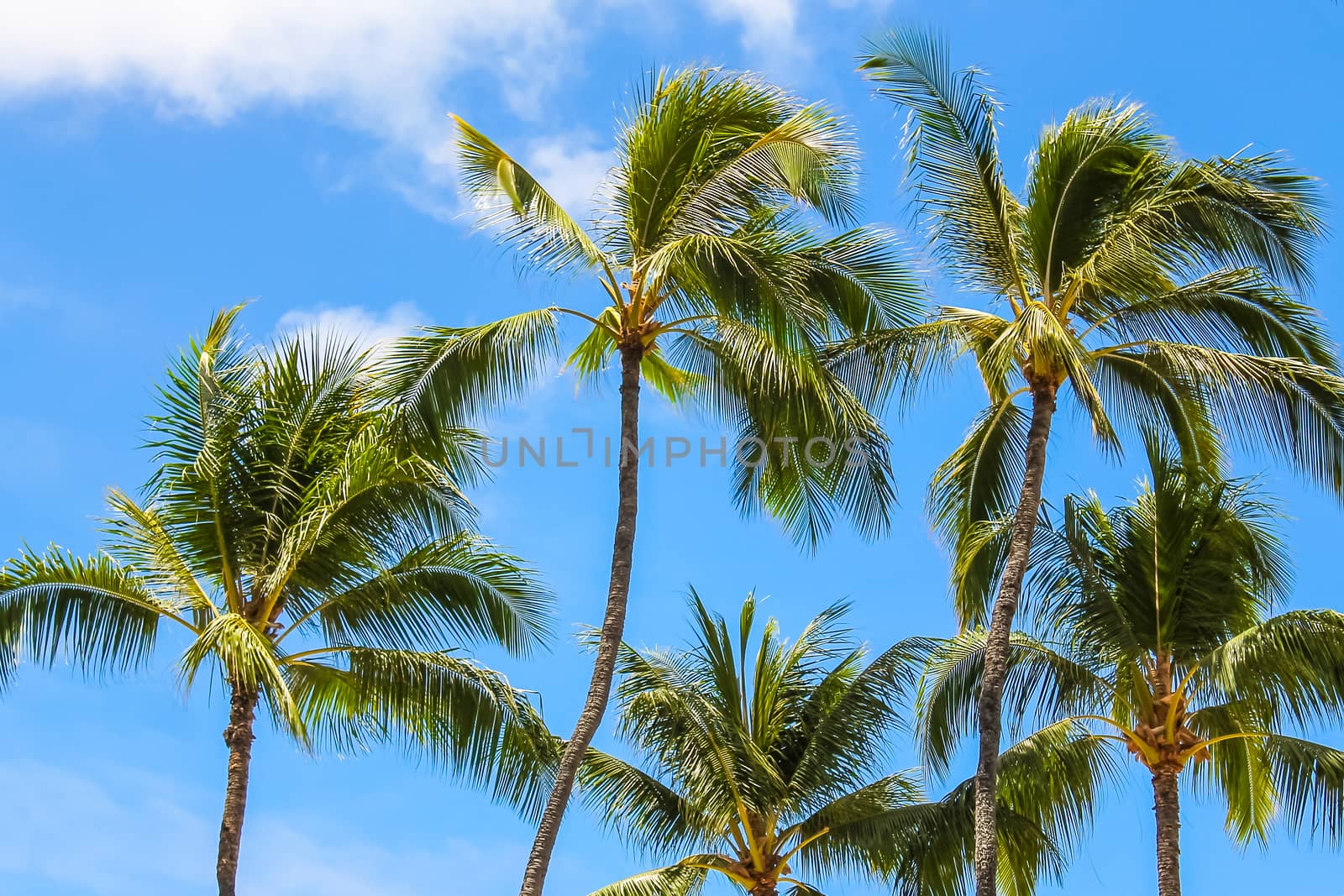 Hawaiian palmtrees against the bright blue sky