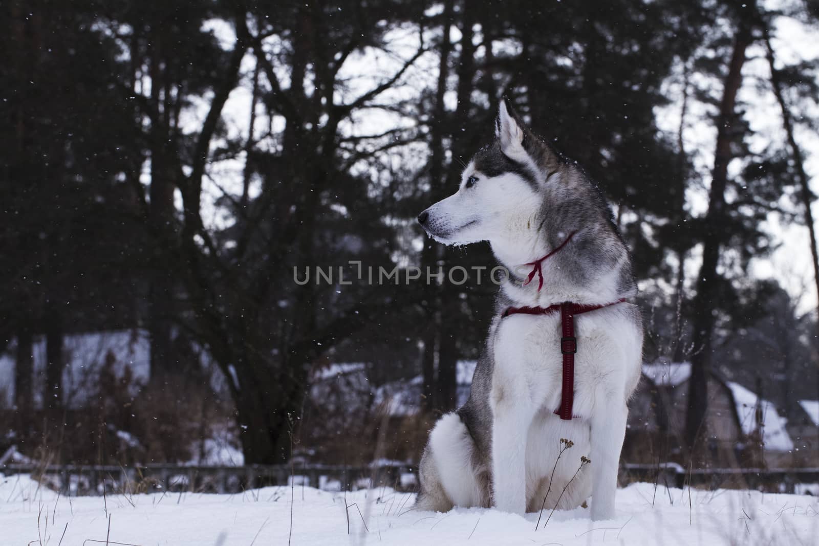 Siberian Husky by sergey_filonenko