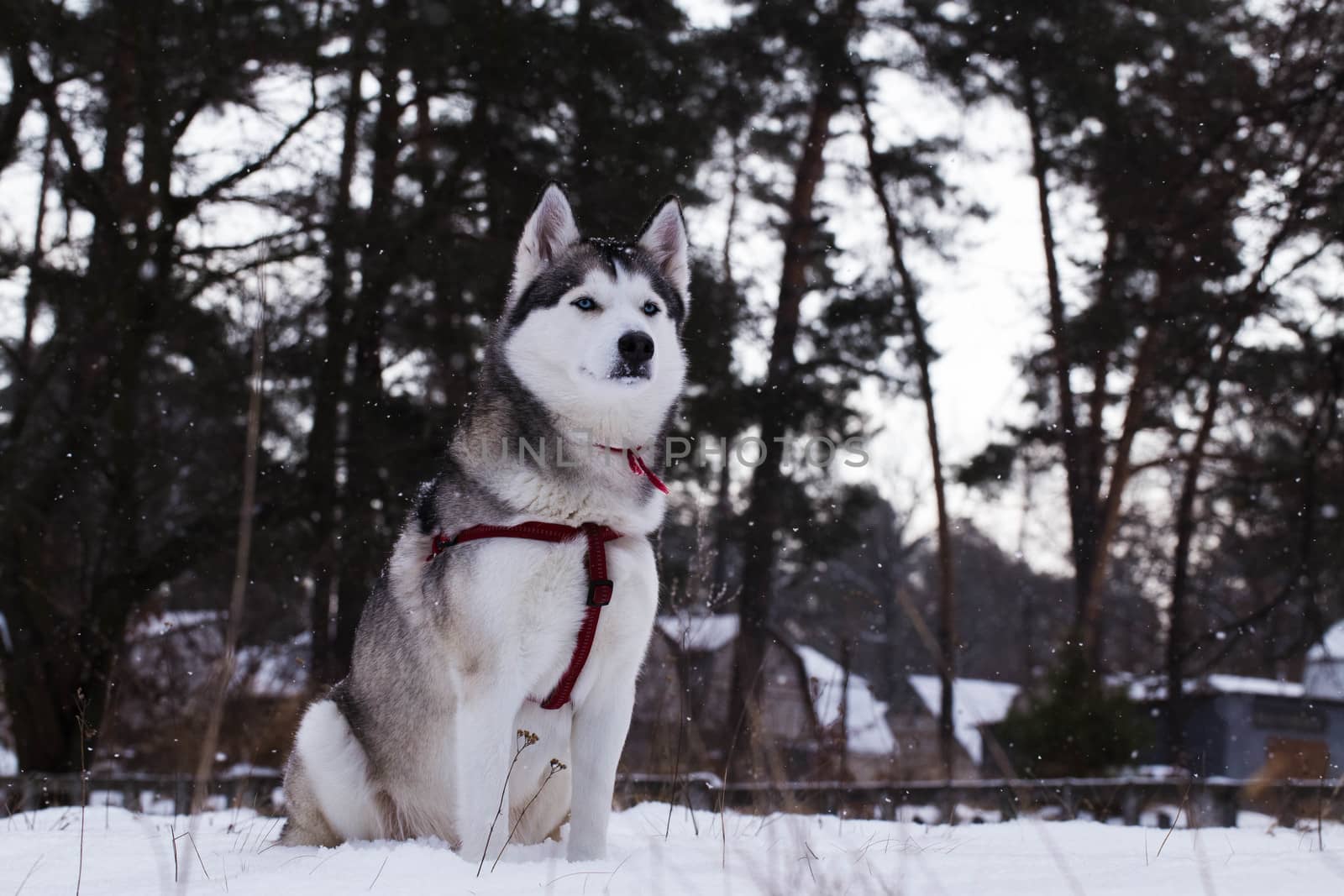 Siberian Husky by sergey_filonenko