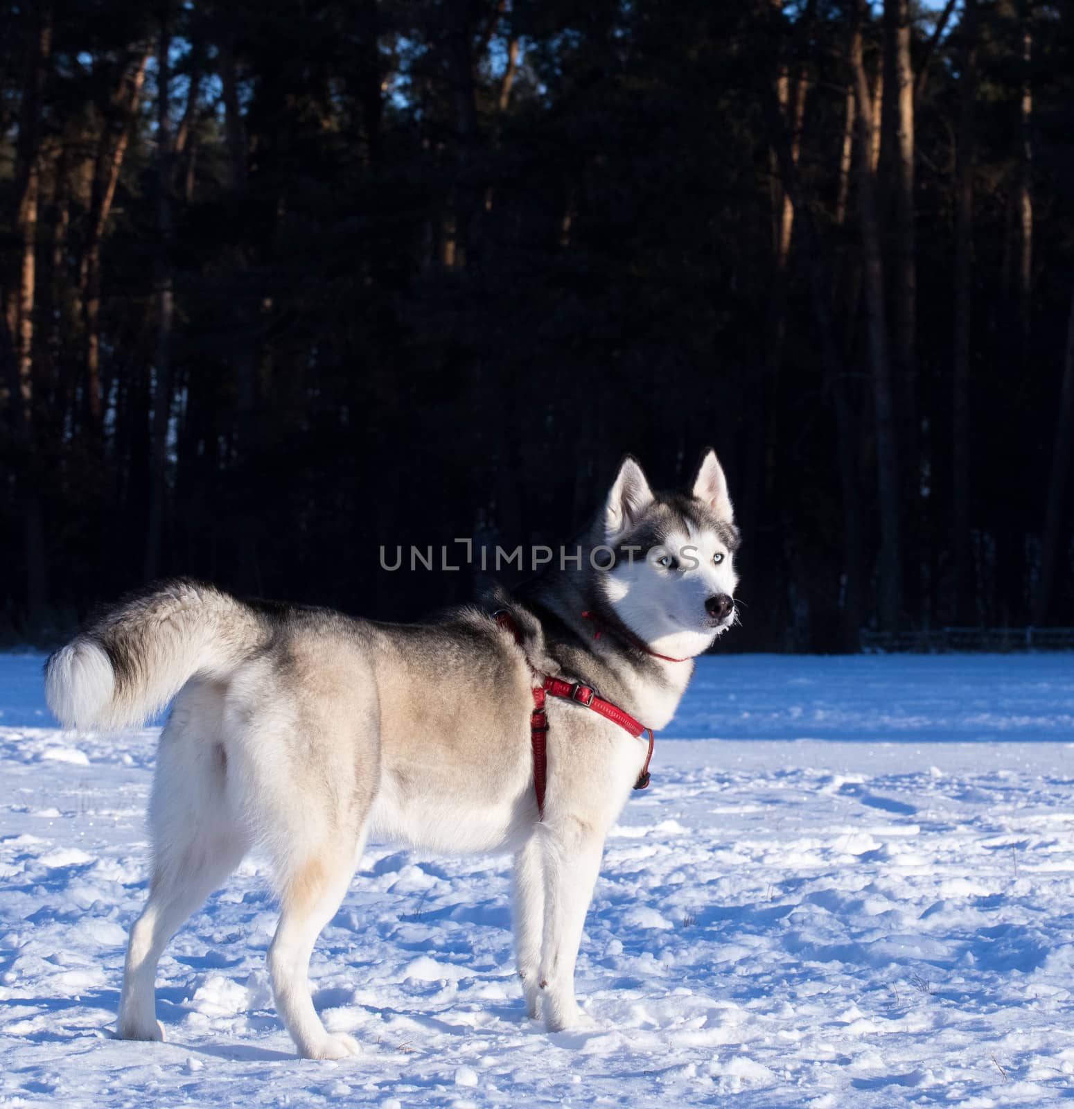 Siberian husky stands in the middle of the field. The photo was taken in the morning. Equipment: Canon 6d and lens Canon EF 100mm f / 2.8L Macro IS USM.