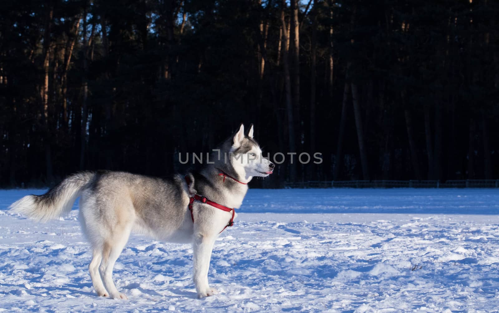 Siberian husky stands in the middle of the field. The photo was taken in the morning. Equipment: Canon 6d and lens Canon EF 100mm f / 2.8L Macro IS USM.