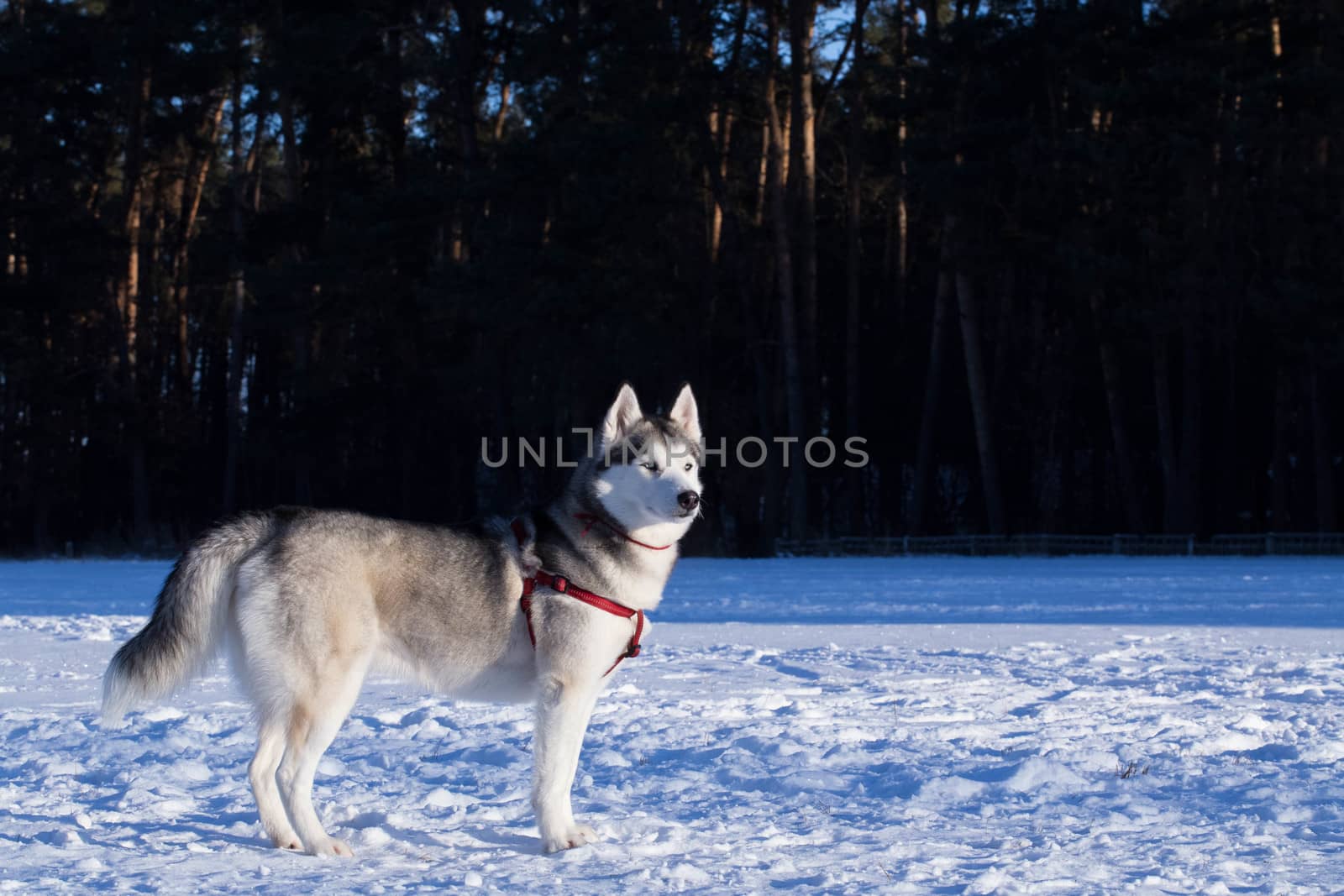 Siberian husky stands in the middle of the field. The photo was taken in the morning. Equipment: Canon 6d and lens Canon EF 100mm f / 2.8L Macro IS USM.