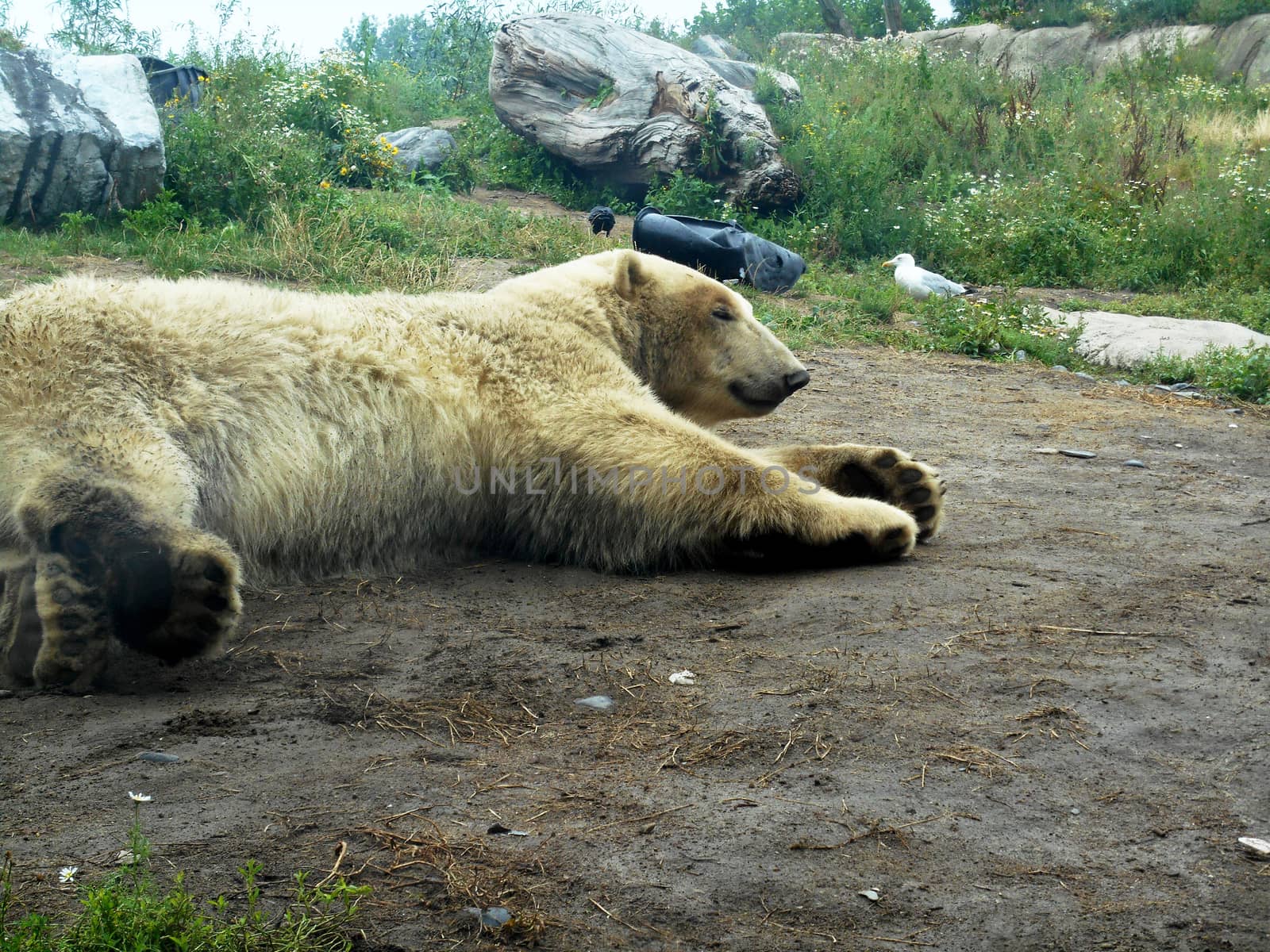 White Bear lying on the ground by ValEs1989