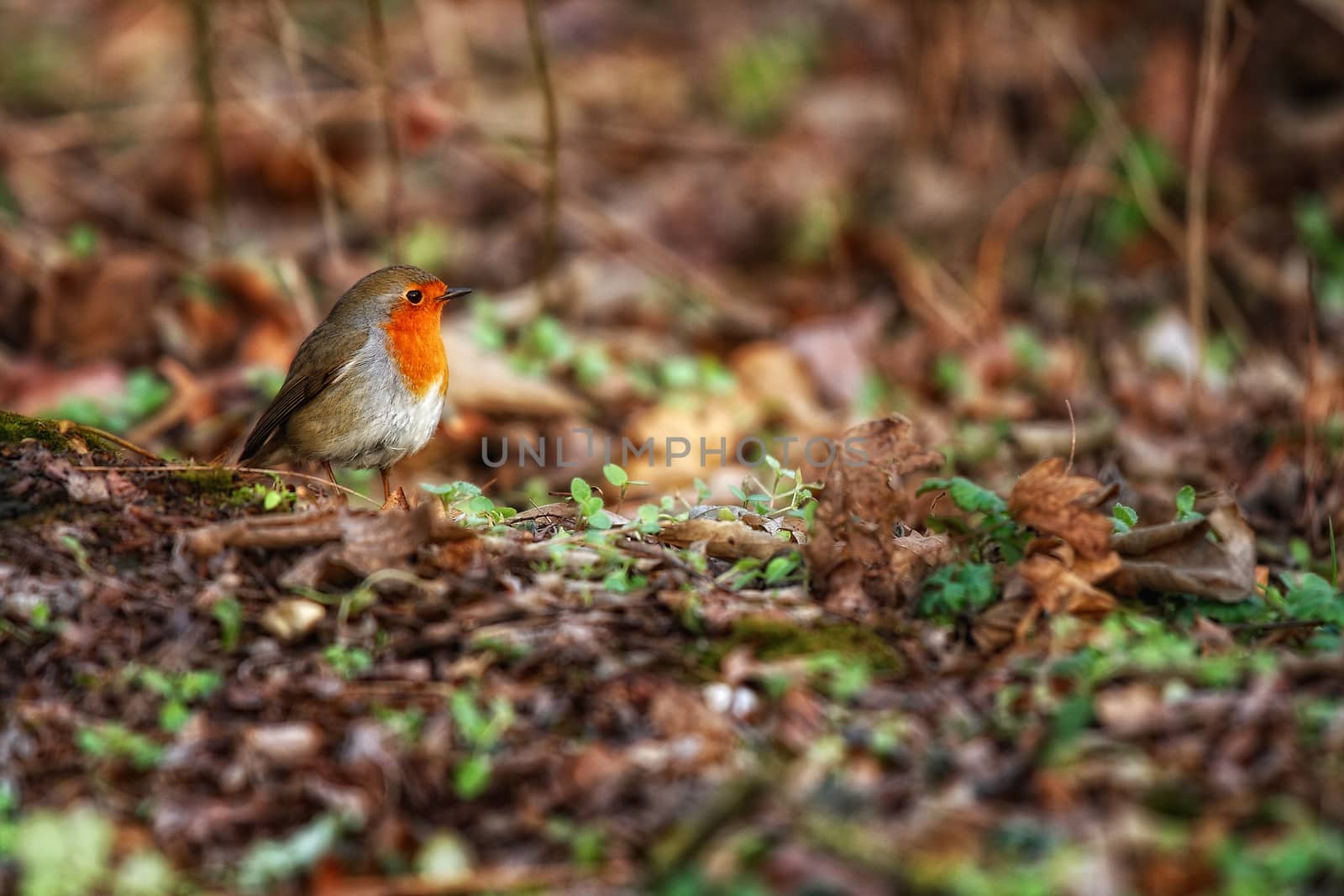 Robin bird in green grass posing in front of a blurred background