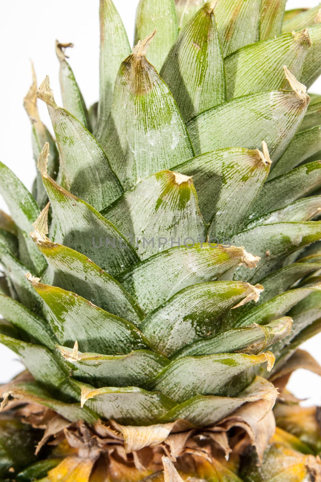 detail of a pineapple isolated on a white background