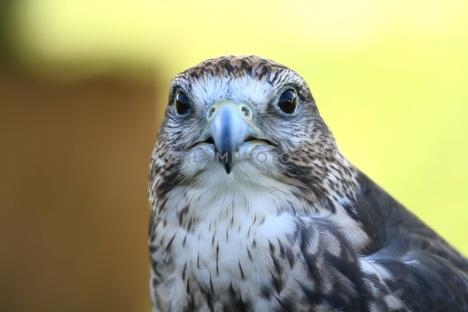 Face to face with a hawk