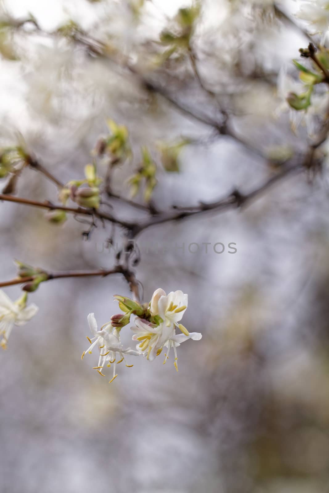 Photo of beautiful flowering tree in spring