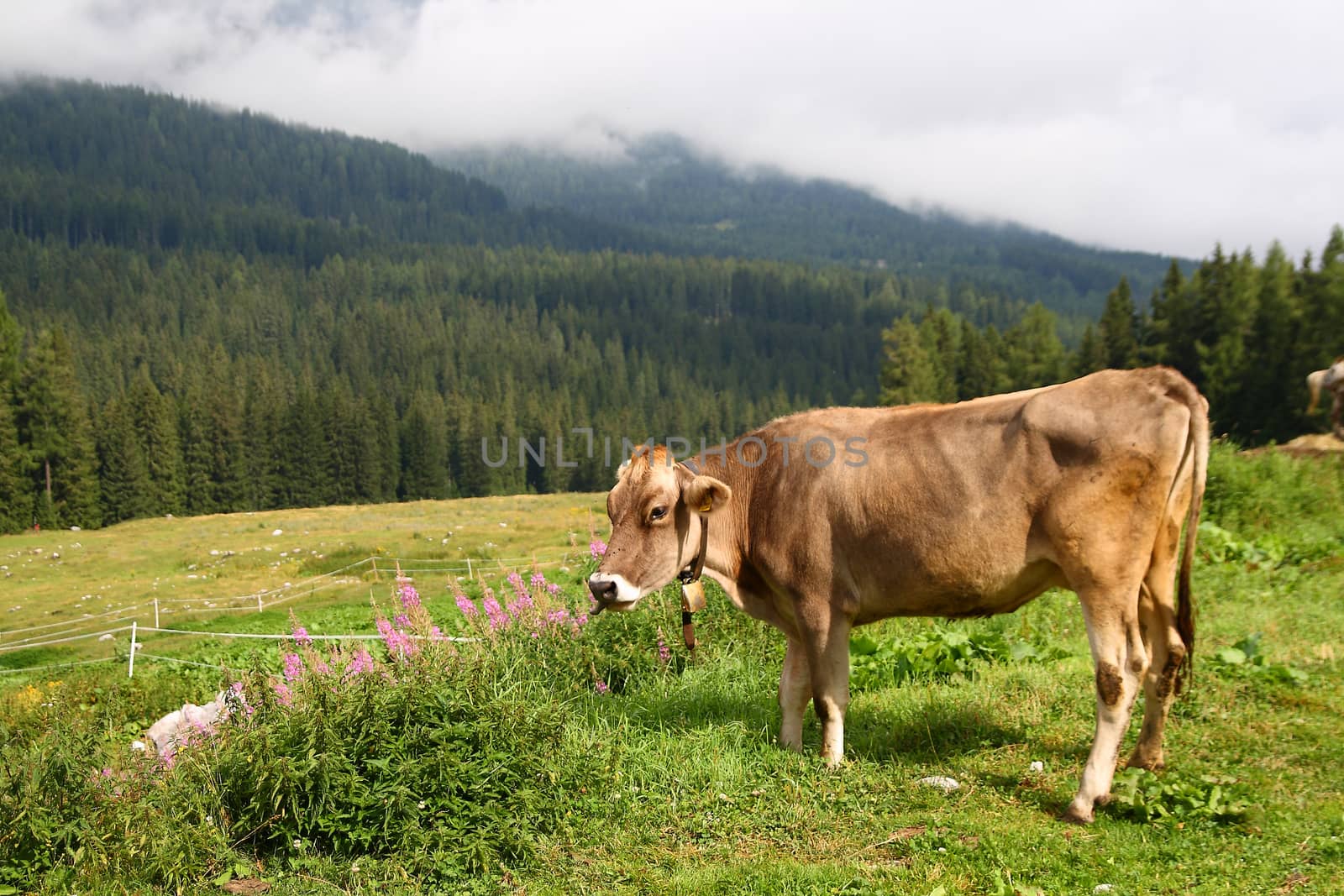 A cow in the high fields of the Dolomites 