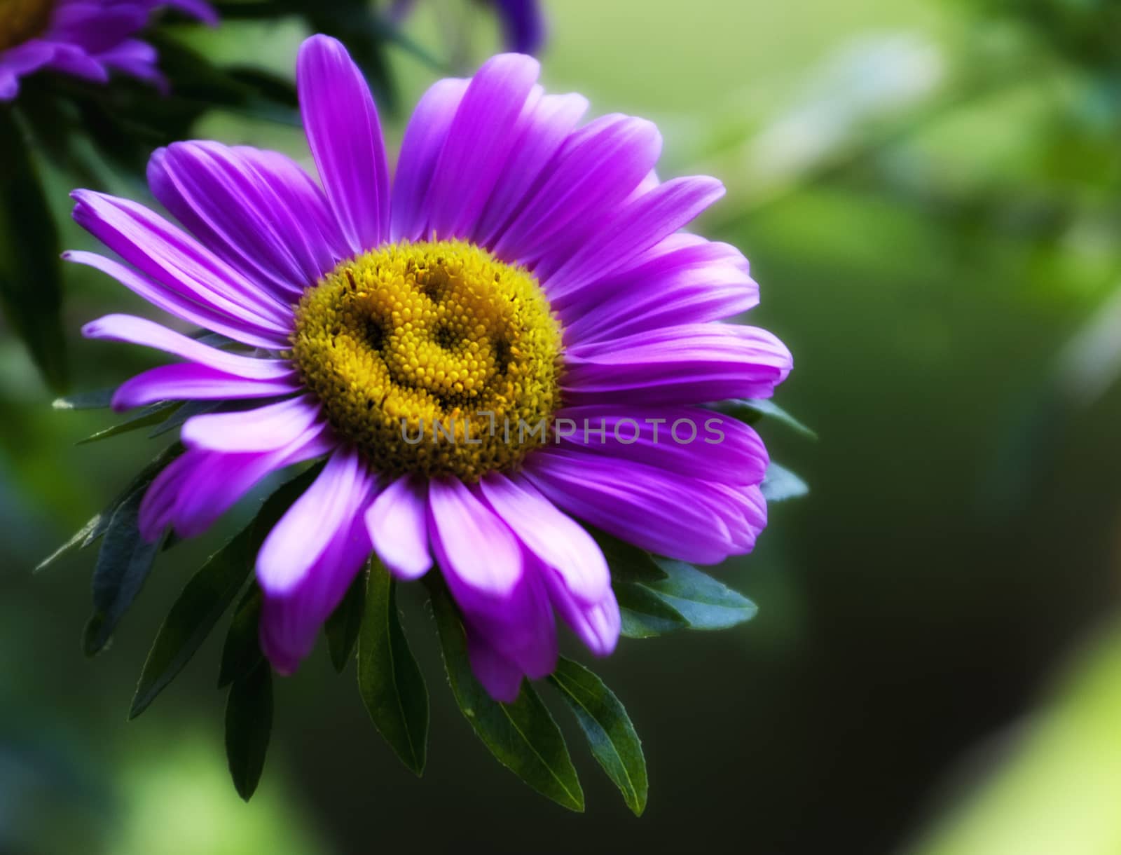 The beautiful and natural smile of a violet daisy by stefanoventuri