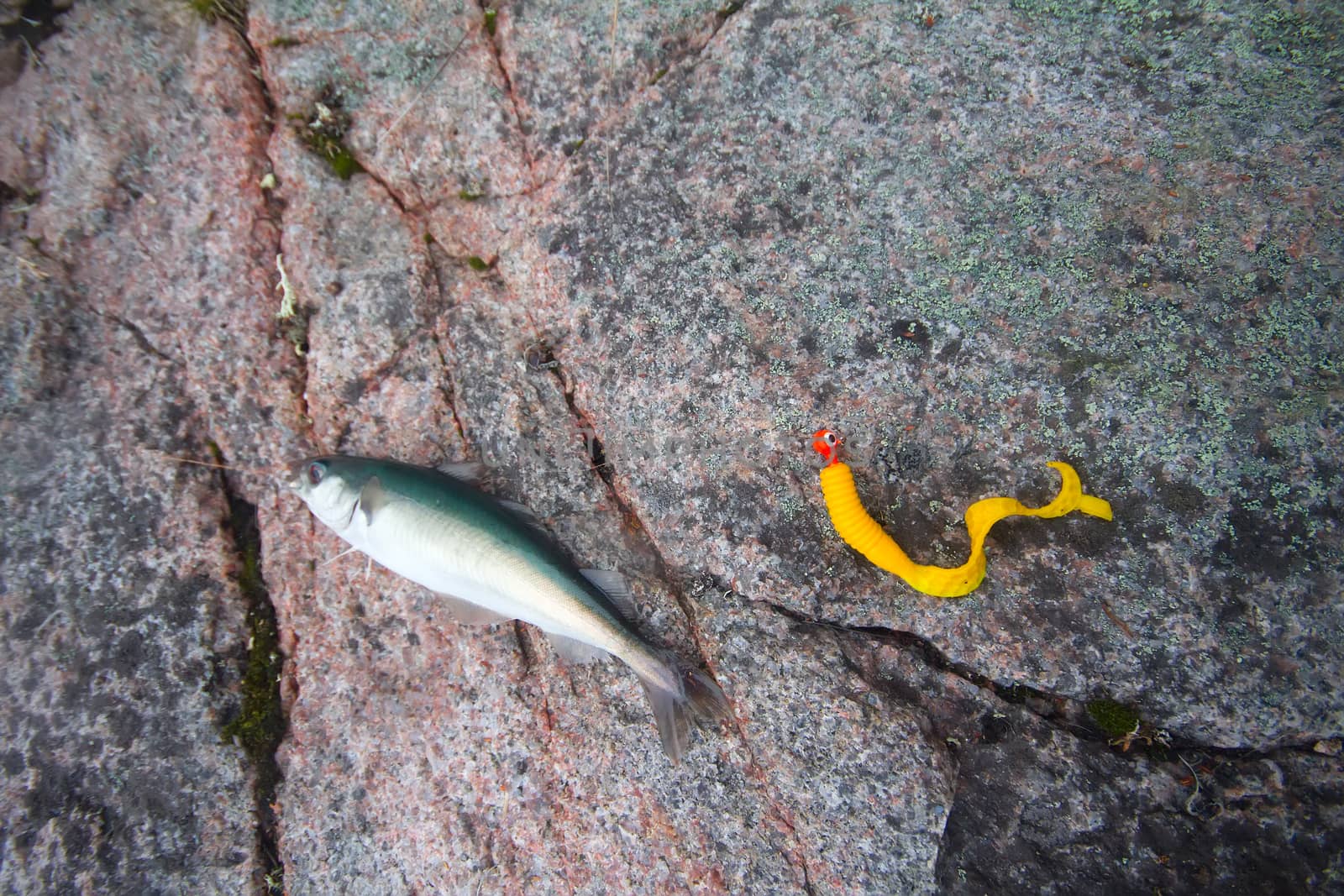 fishing in a polar region at sea from rocks