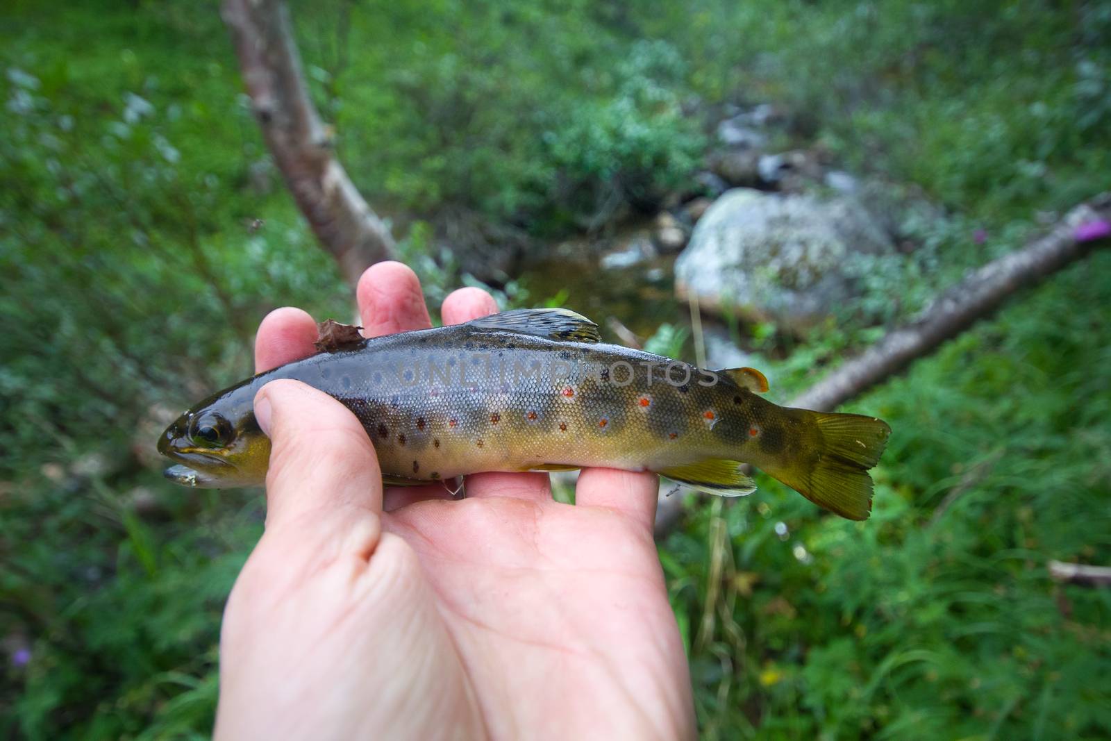 fishing of fish of  salmon on  spinning rod in summer